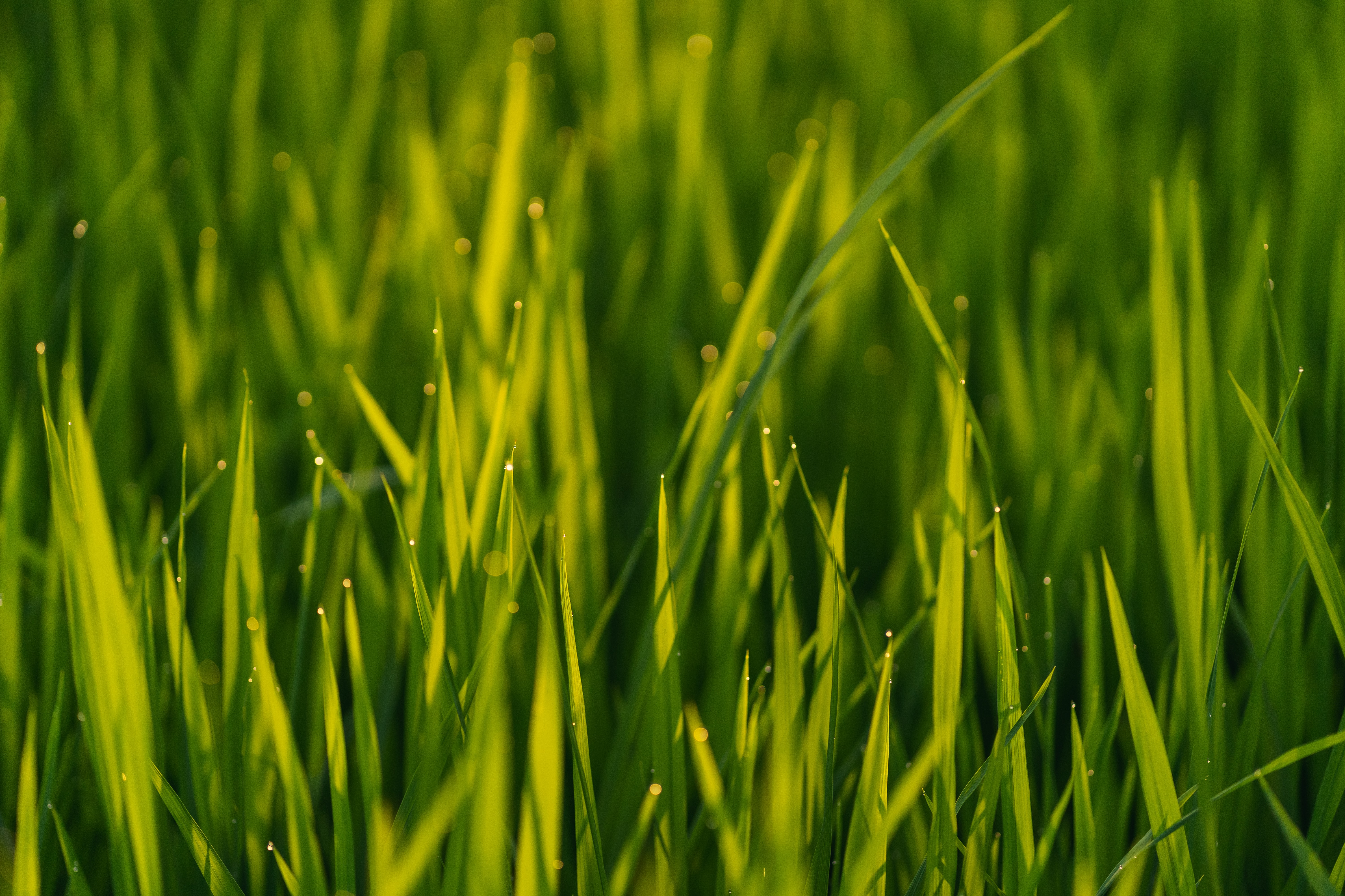 Laden Sie das Grass, Makro, Drops, Pflanze-Bild kostenlos auf Ihren PC-Desktop herunter