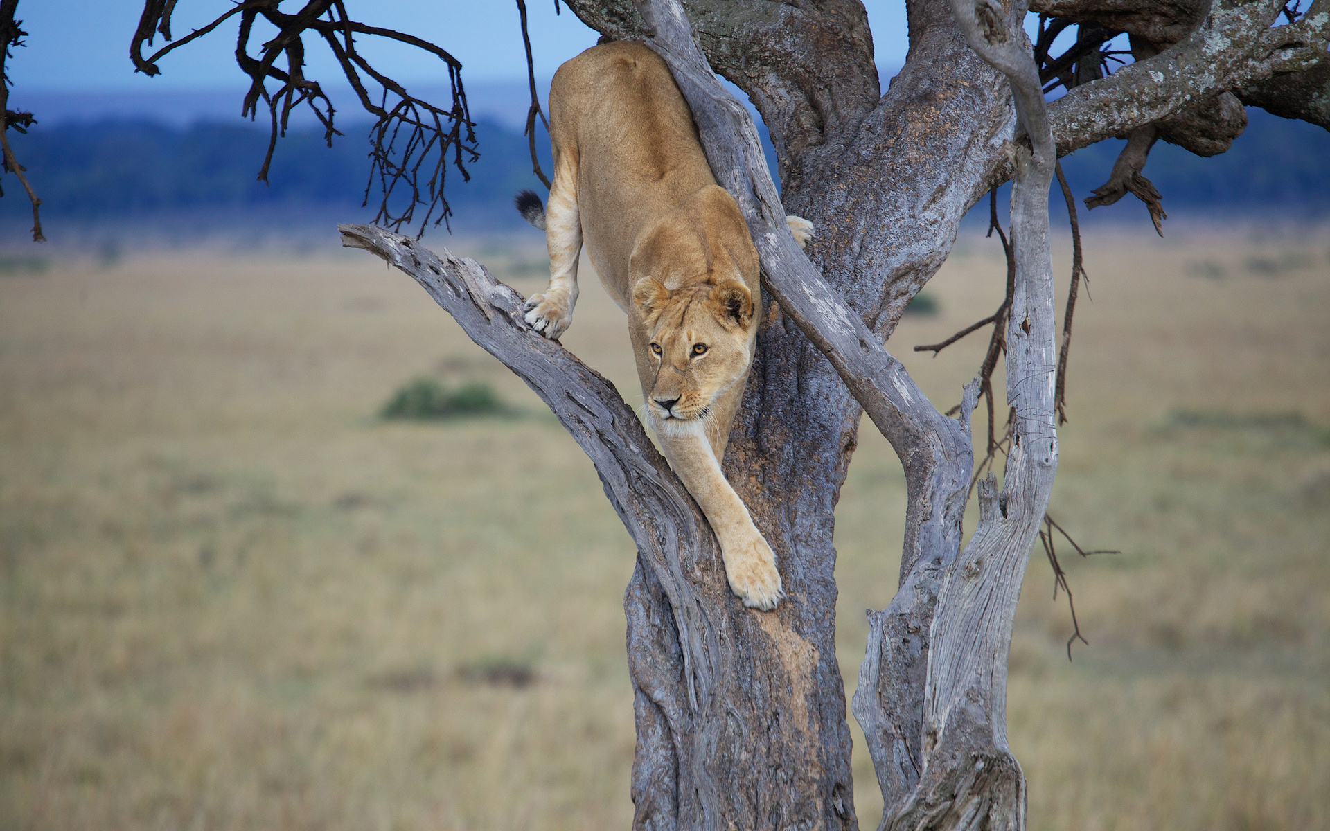 Téléchargez des papiers peints mobile Lion, Chats, Animaux gratuitement.