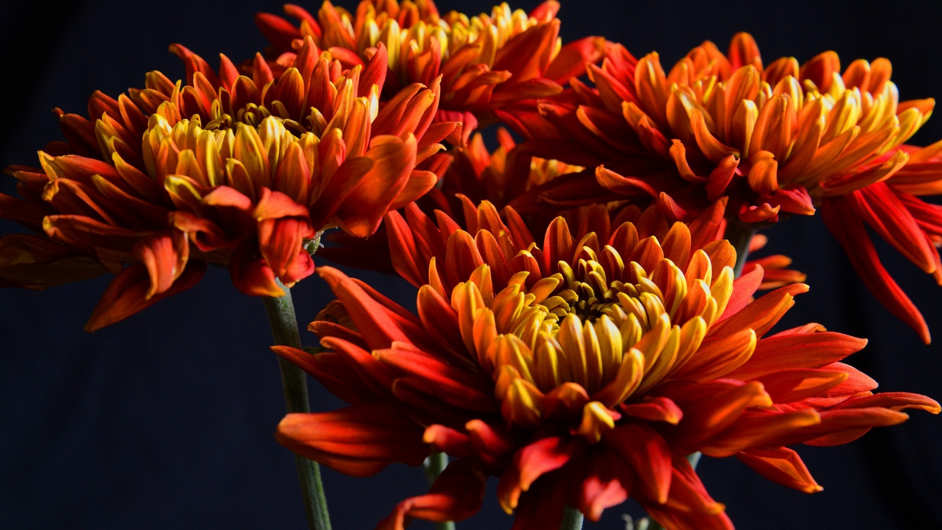 Descarga gratuita de fondo de pantalla para móvil de Flores, Flor, Tierra/naturaleza.