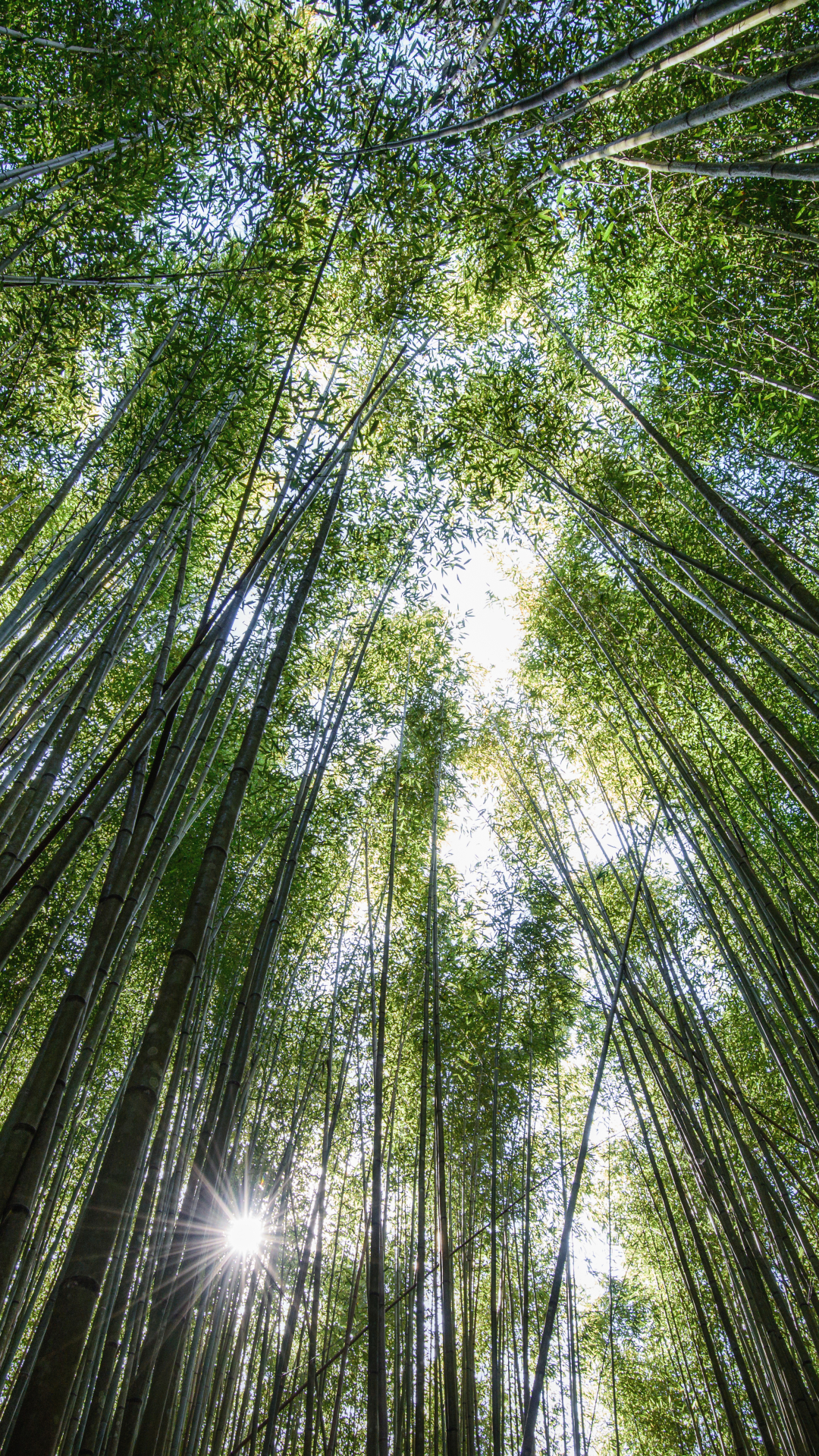 Download mobile wallpaper Nature, Earth, Bamboo, Greenery for free.