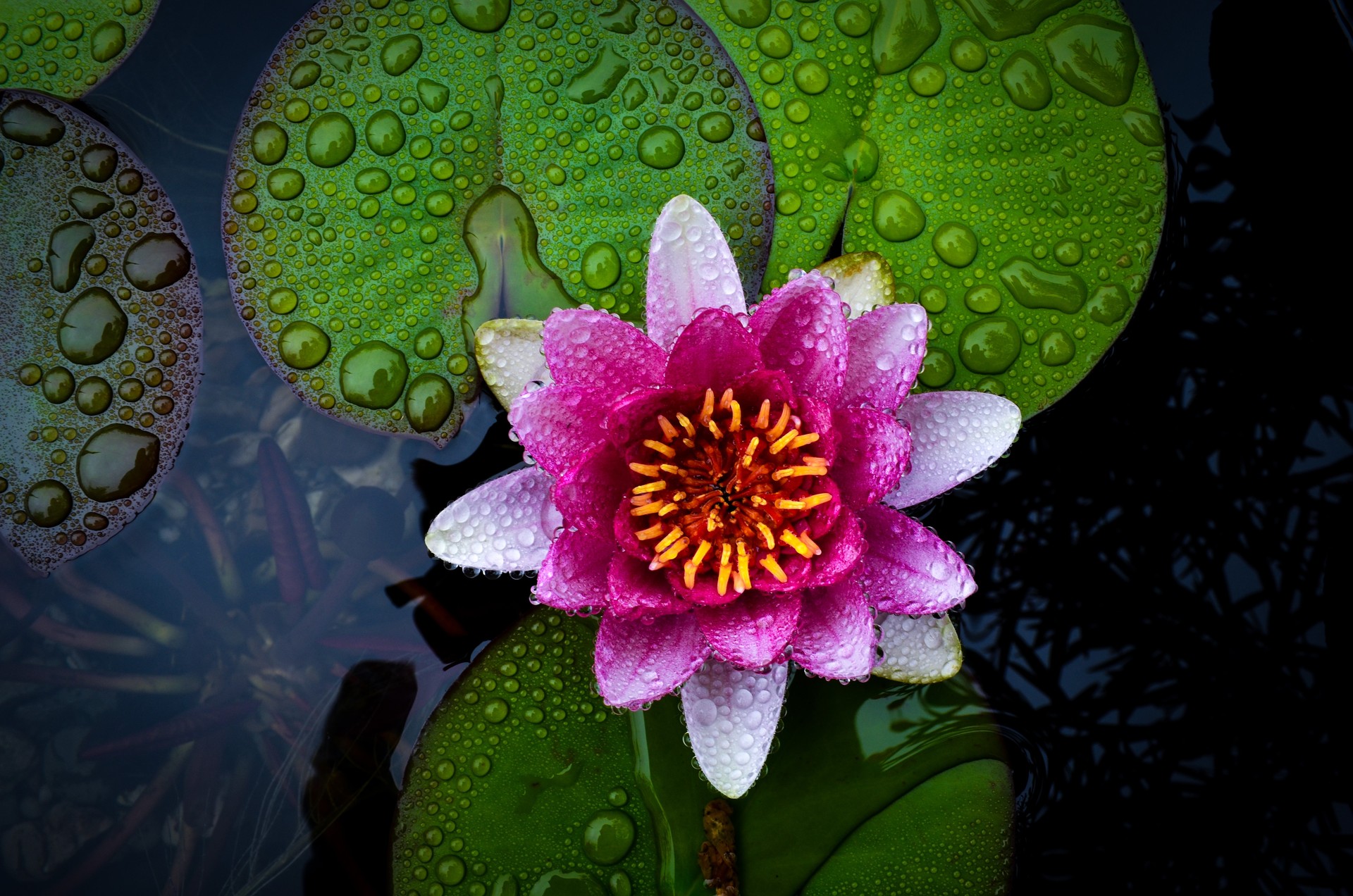 pink flower, lotus, water lily, earth, close up, leaf, lily pad, water drop, flowers
