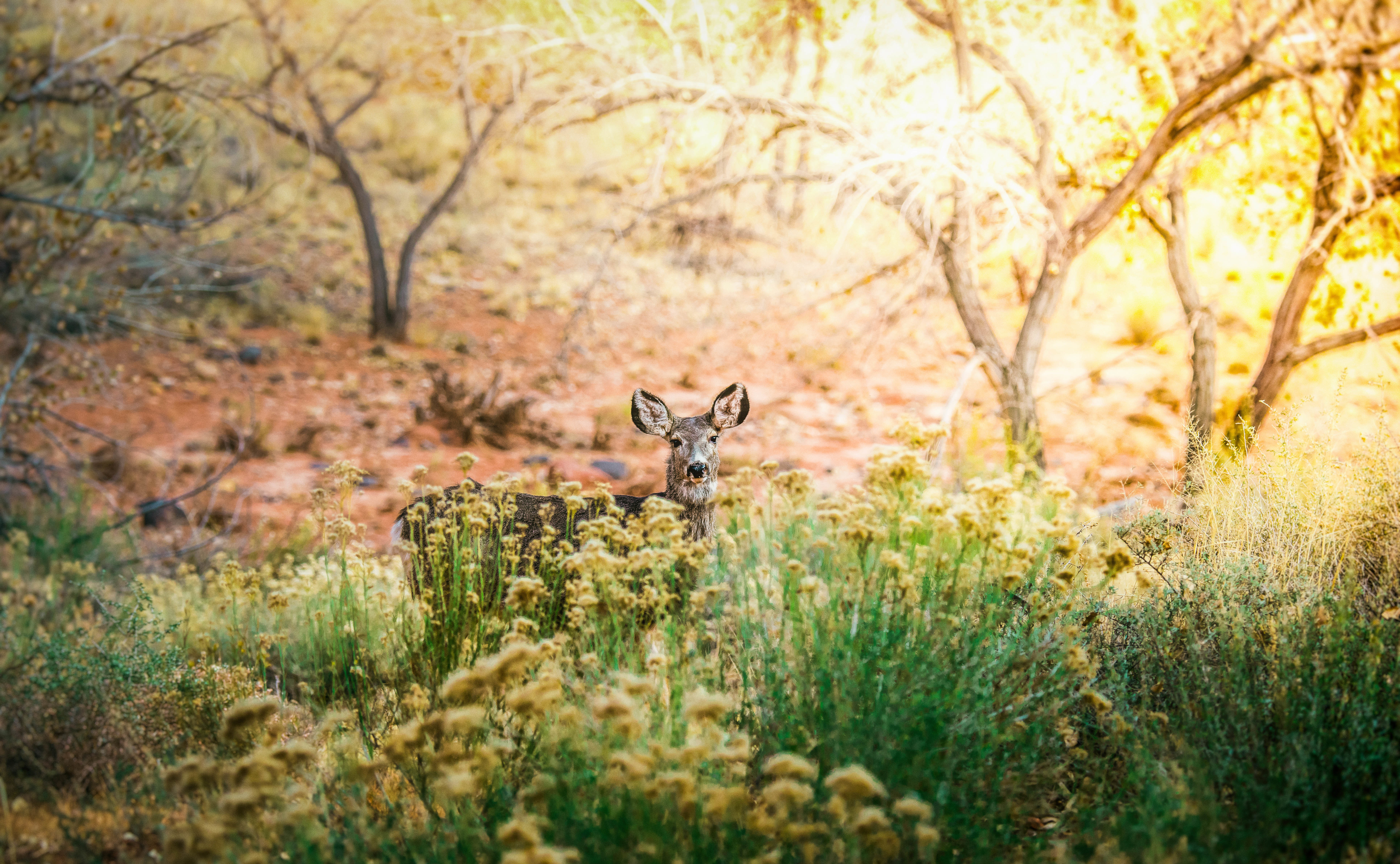 PCデスクトップに動物, 鹿, 見詰める, 被写界深度画像を無料でダウンロード