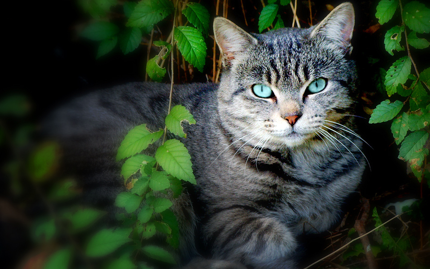 Handy-Wallpaper Tiere, Katze kostenlos herunterladen.