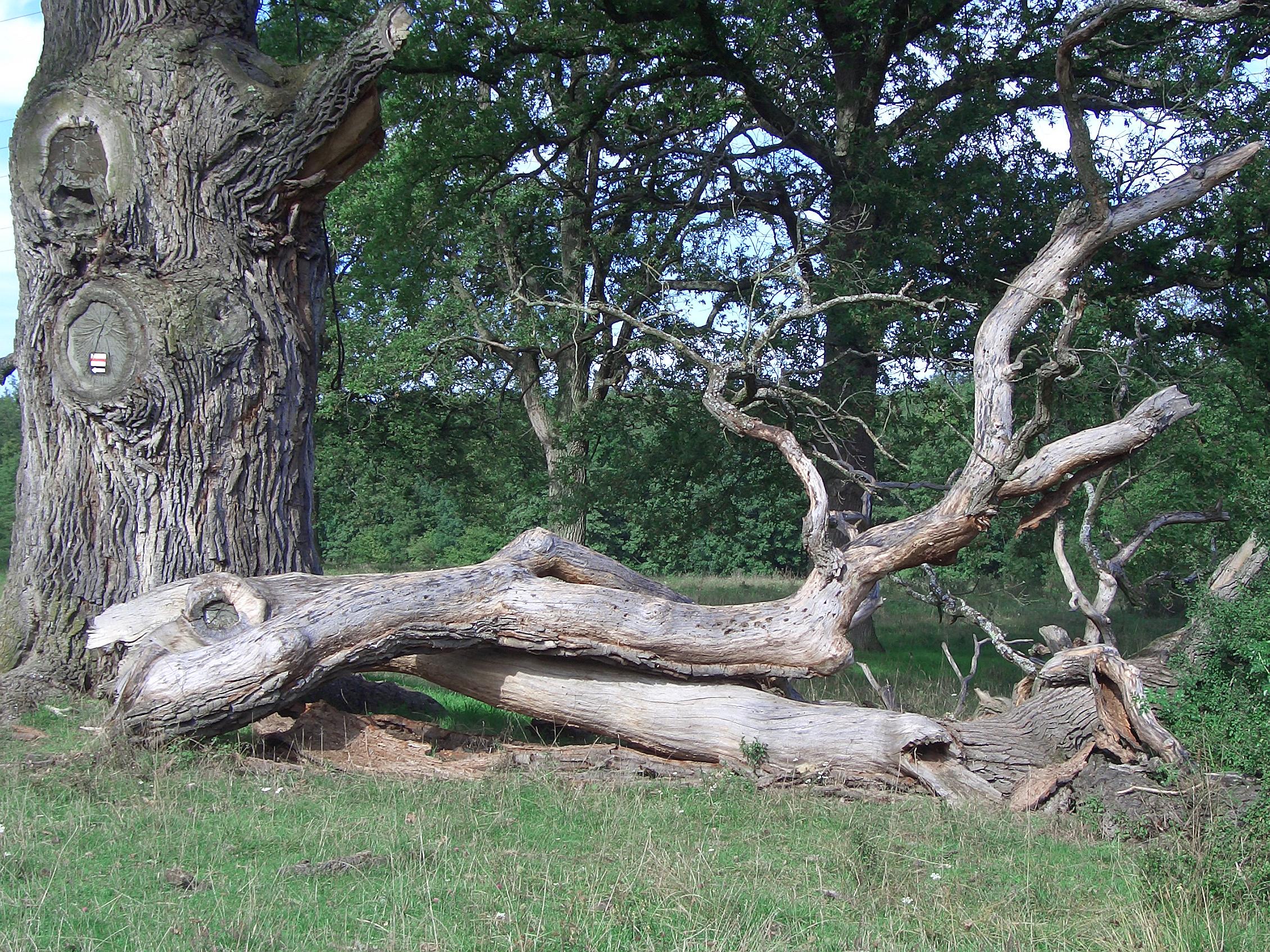 Descarga gratis la imagen Árbol, Tierra/naturaleza en el escritorio de tu PC