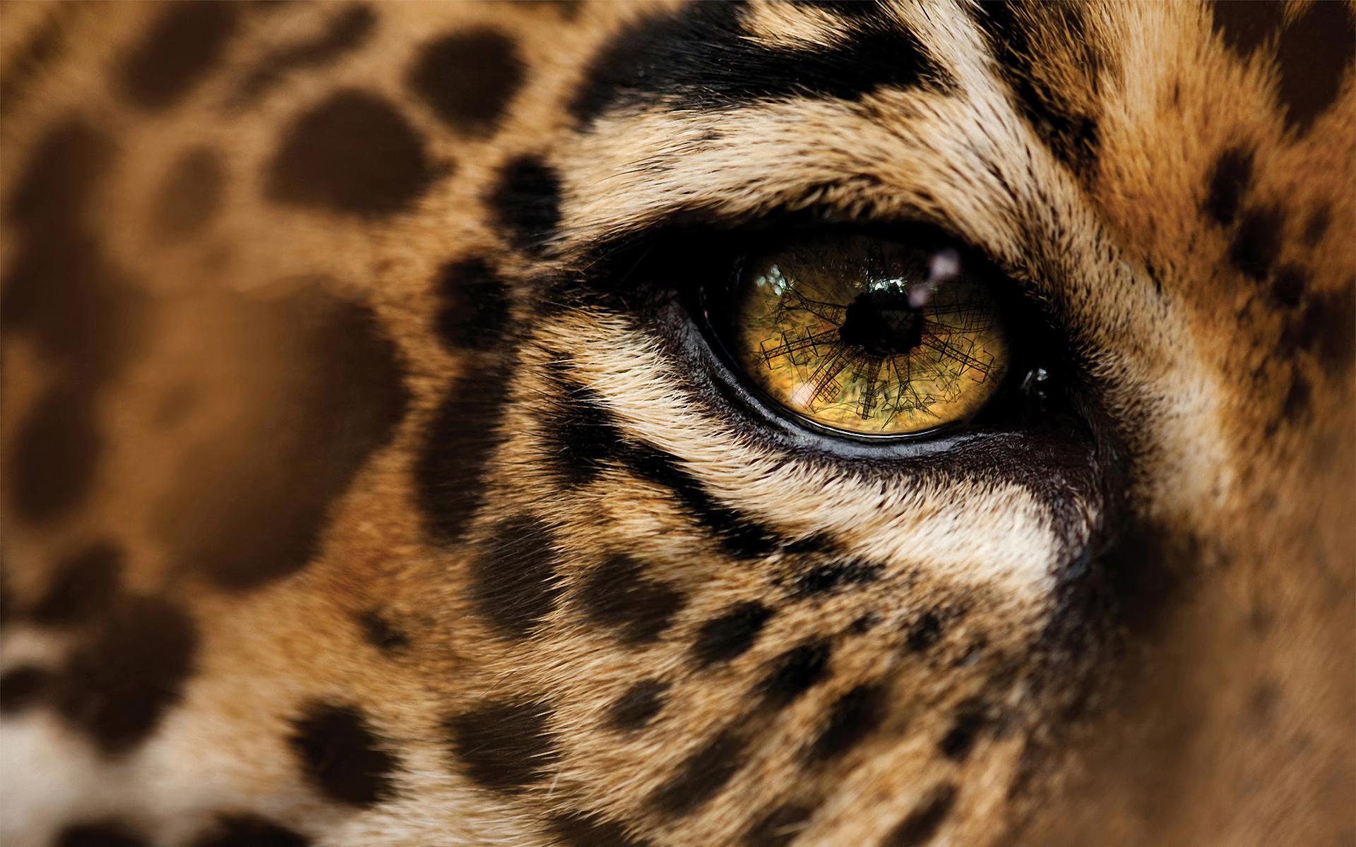 231823 descargar imagen jaguar, animales, gatos: fondos de pantalla y protectores de pantalla gratis