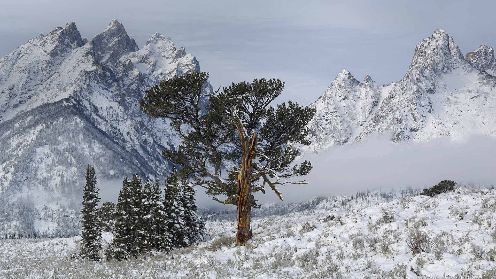 1509971壁紙のダウンロード地球, グランドティトン国立公園, 山, 雪, 木, アメリカ合衆国, 冬, ワイオミング-スクリーンセーバーと写真を無料で