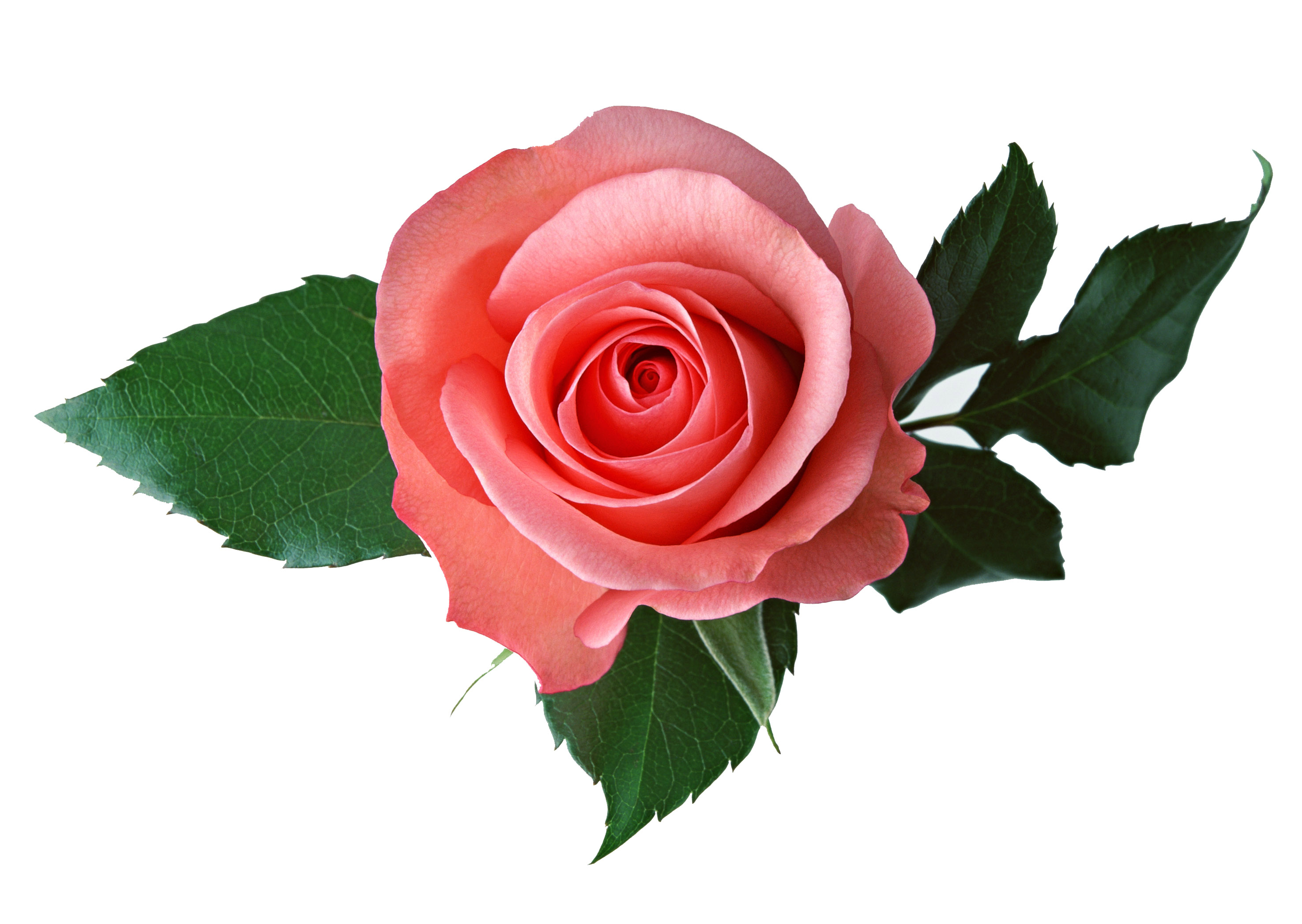 Скачать картинку Цветок, Роза, Земля/природа, Розовый Цветок, Флауэрсы в телефон бесплатно.