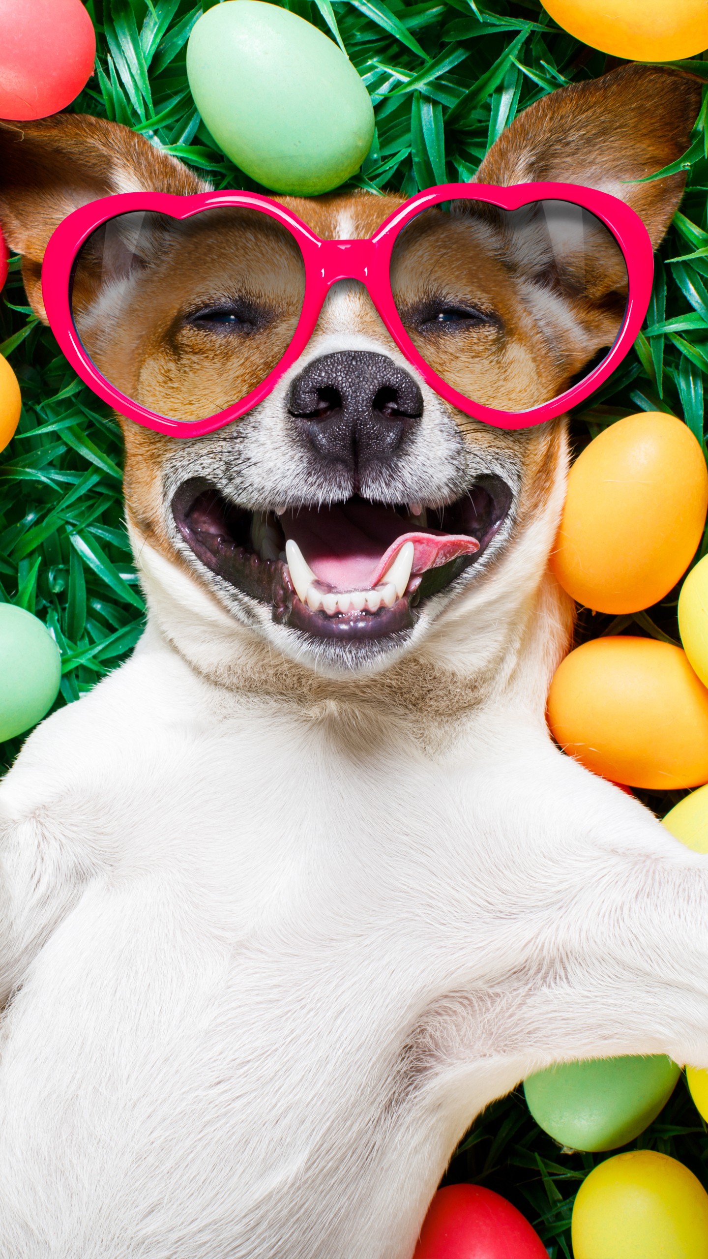 Handy-Wallpaper Humor, Hund, Lächeln, Sonnenbrille kostenlos herunterladen.