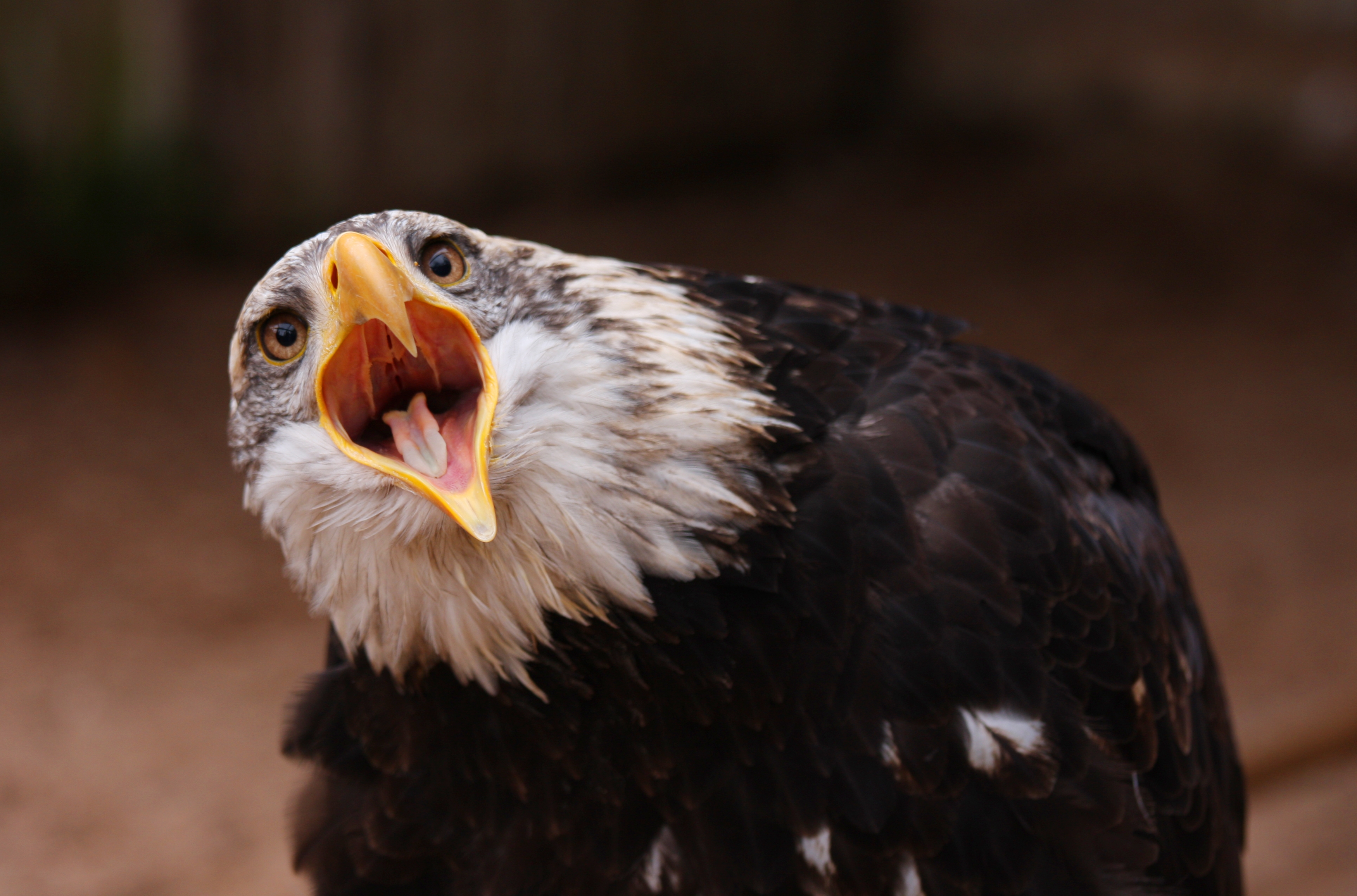 85210 descargar fondo de pantalla animales, pájaro, depredador, águila, boca abierta: protectores de pantalla e imágenes gratis