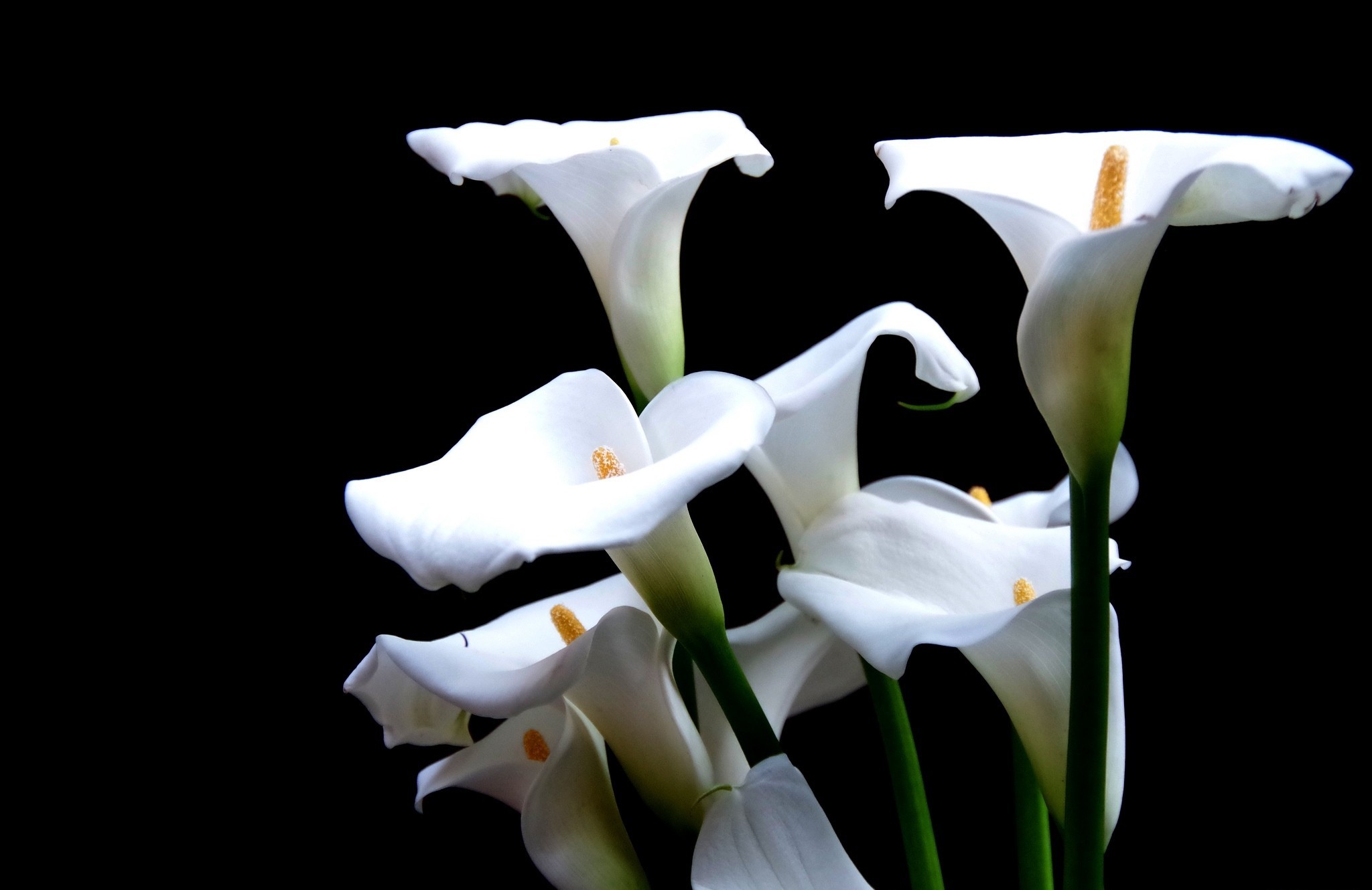 earth, calla lily, calla, flower, lily, flowers