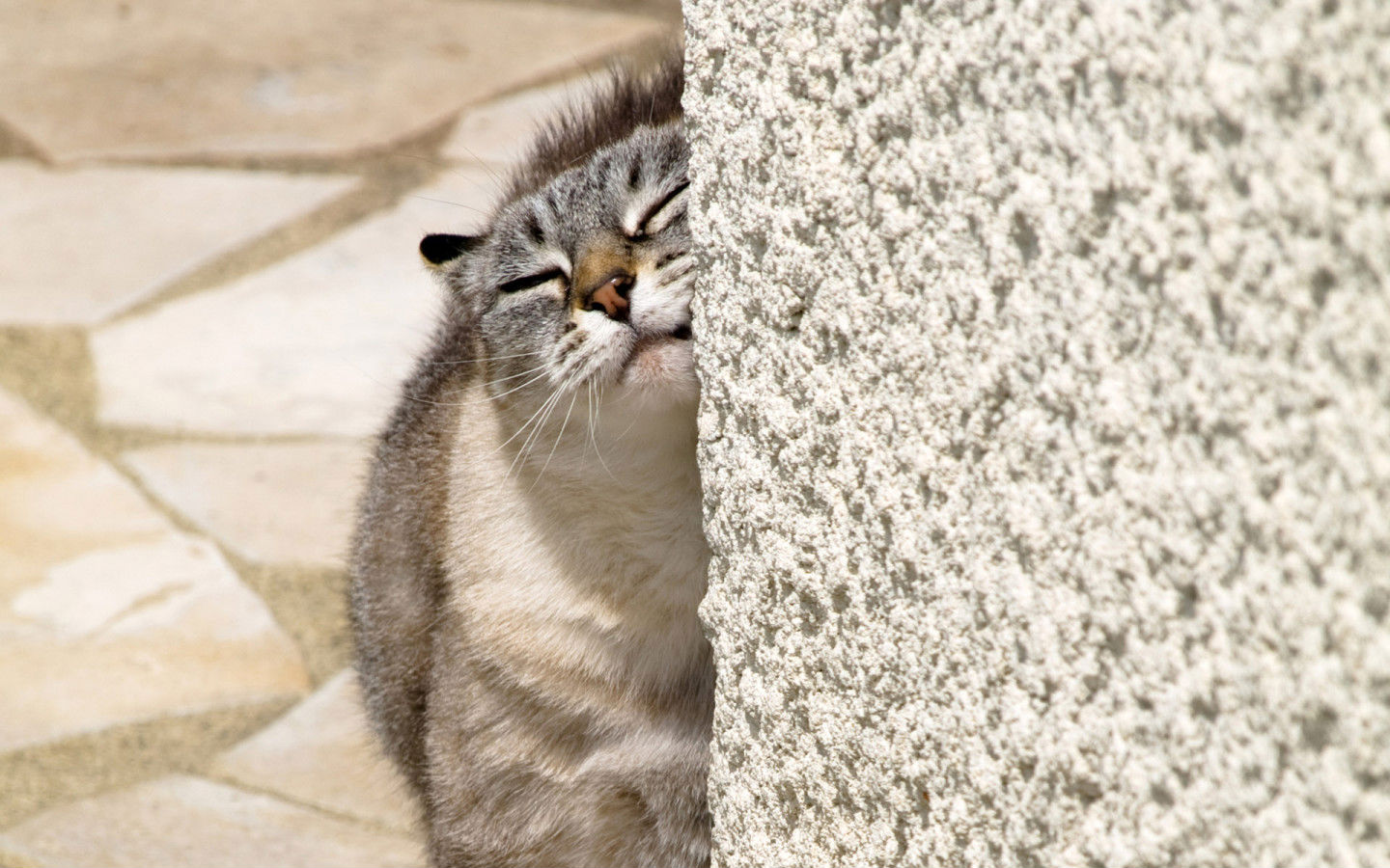 Descarga gratuita de fondo de pantalla para móvil de Animales, Gato.