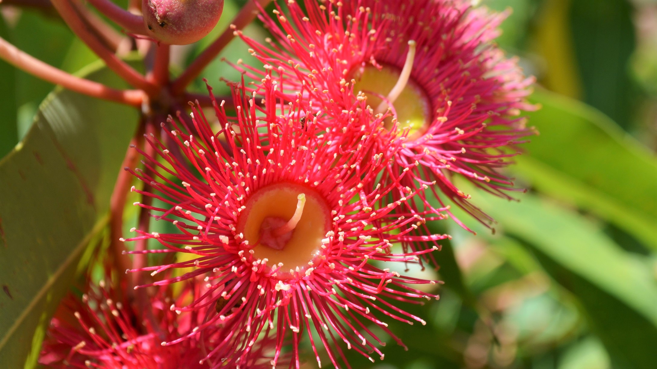 Download mobile wallpaper Nature, Flowers, Flower, Close Up, Earth, Red Flower, Corymbia Ficifolia for free.