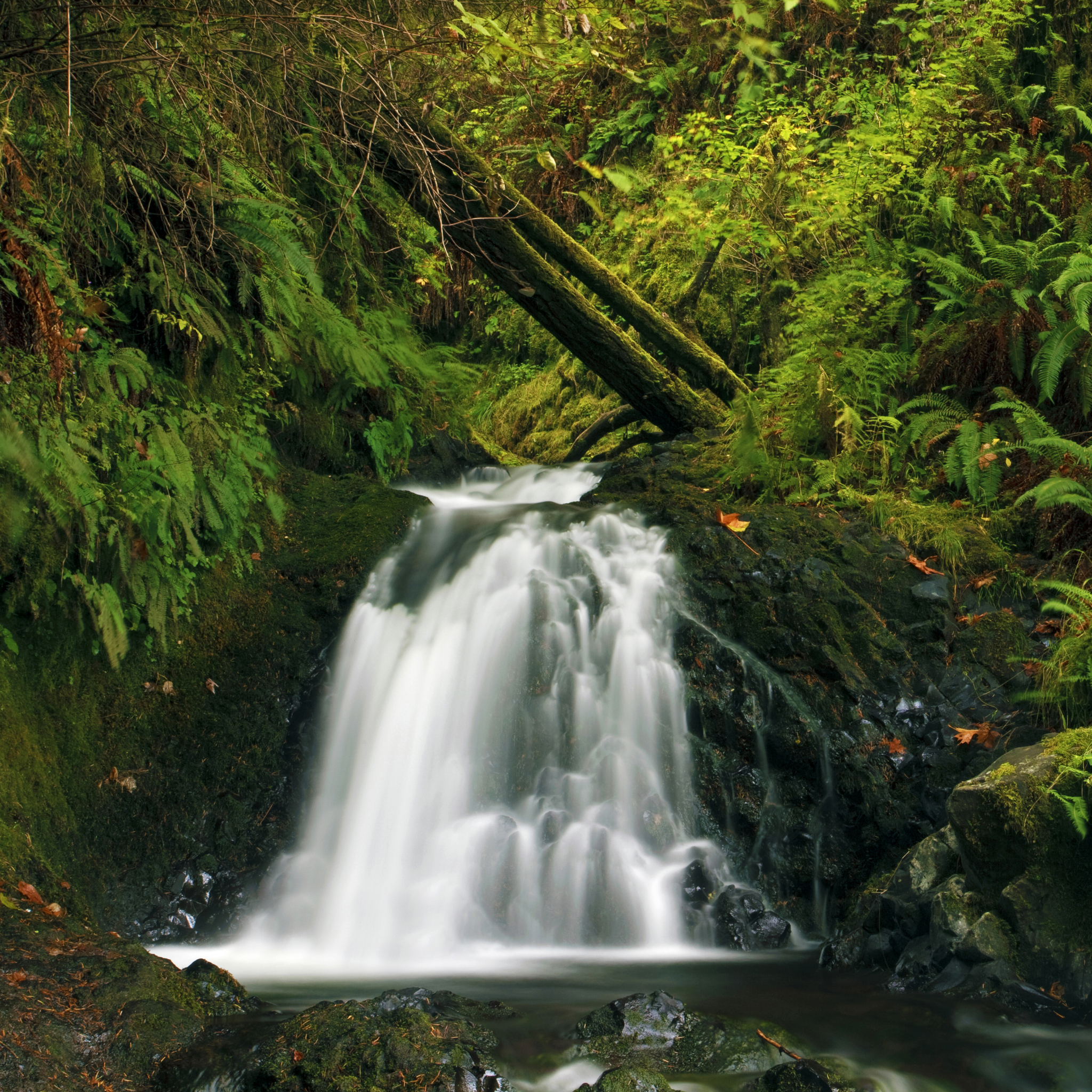 Laden Sie das Wasserfälle, Farne, Wasserfall, Farn, Wald, Baum, Erde, Erde/natur-Bild kostenlos auf Ihren PC-Desktop herunter