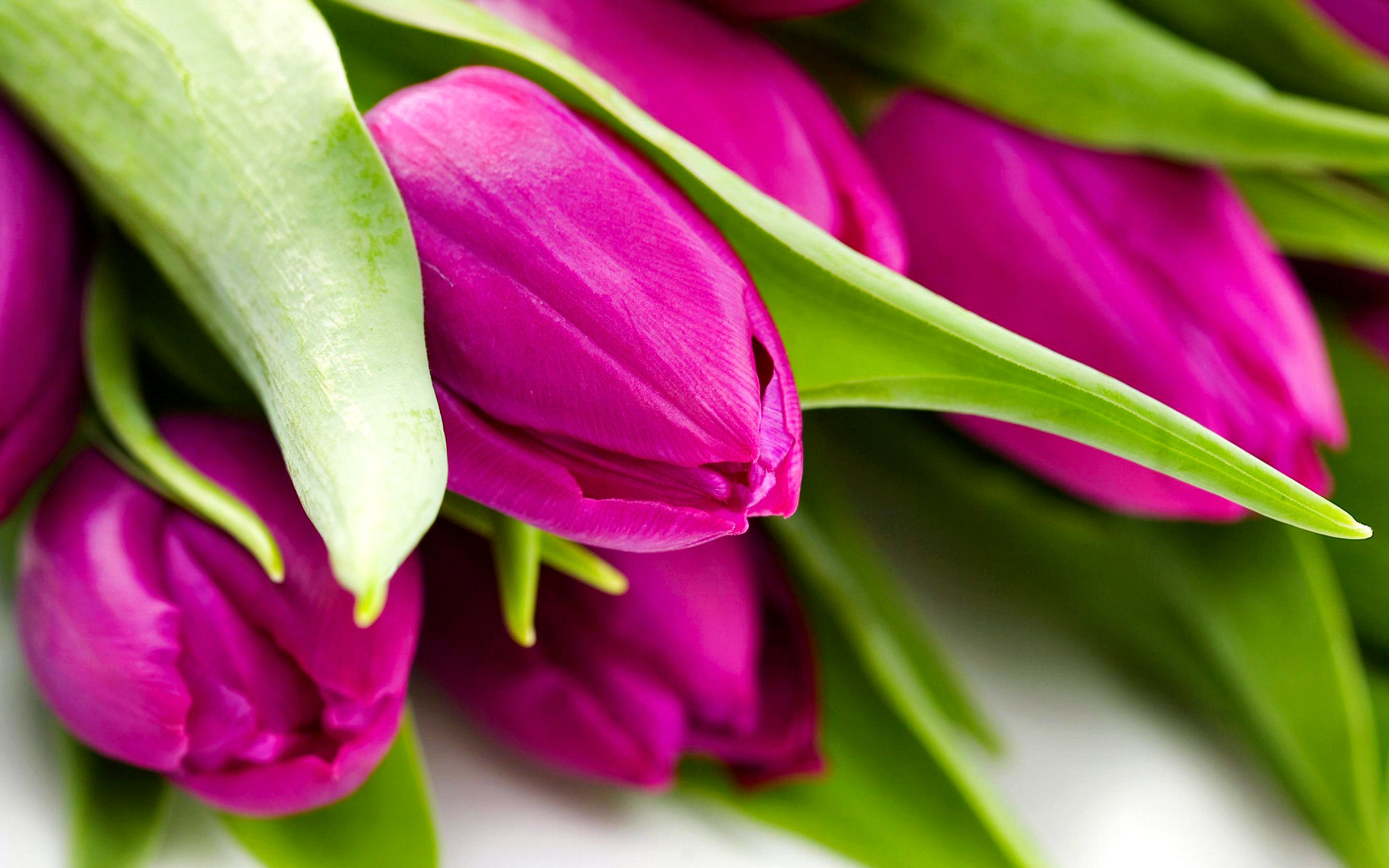 278246 descargar imagen tierra/naturaleza, tulipán, flor, flor rosa, flores: fondos de pantalla y protectores de pantalla gratis