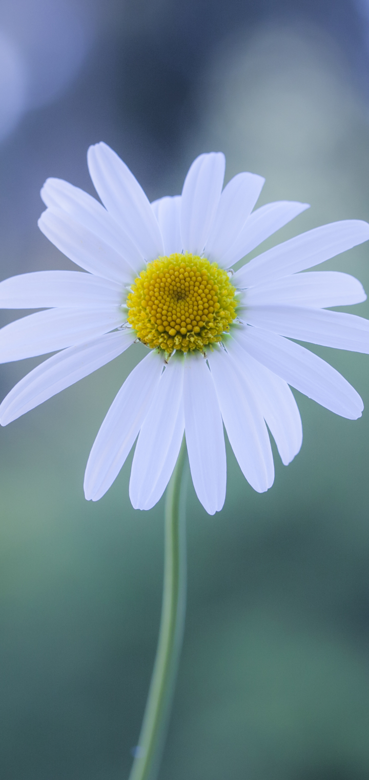 Download mobile wallpaper Flowers, Earth, Daisy for free.