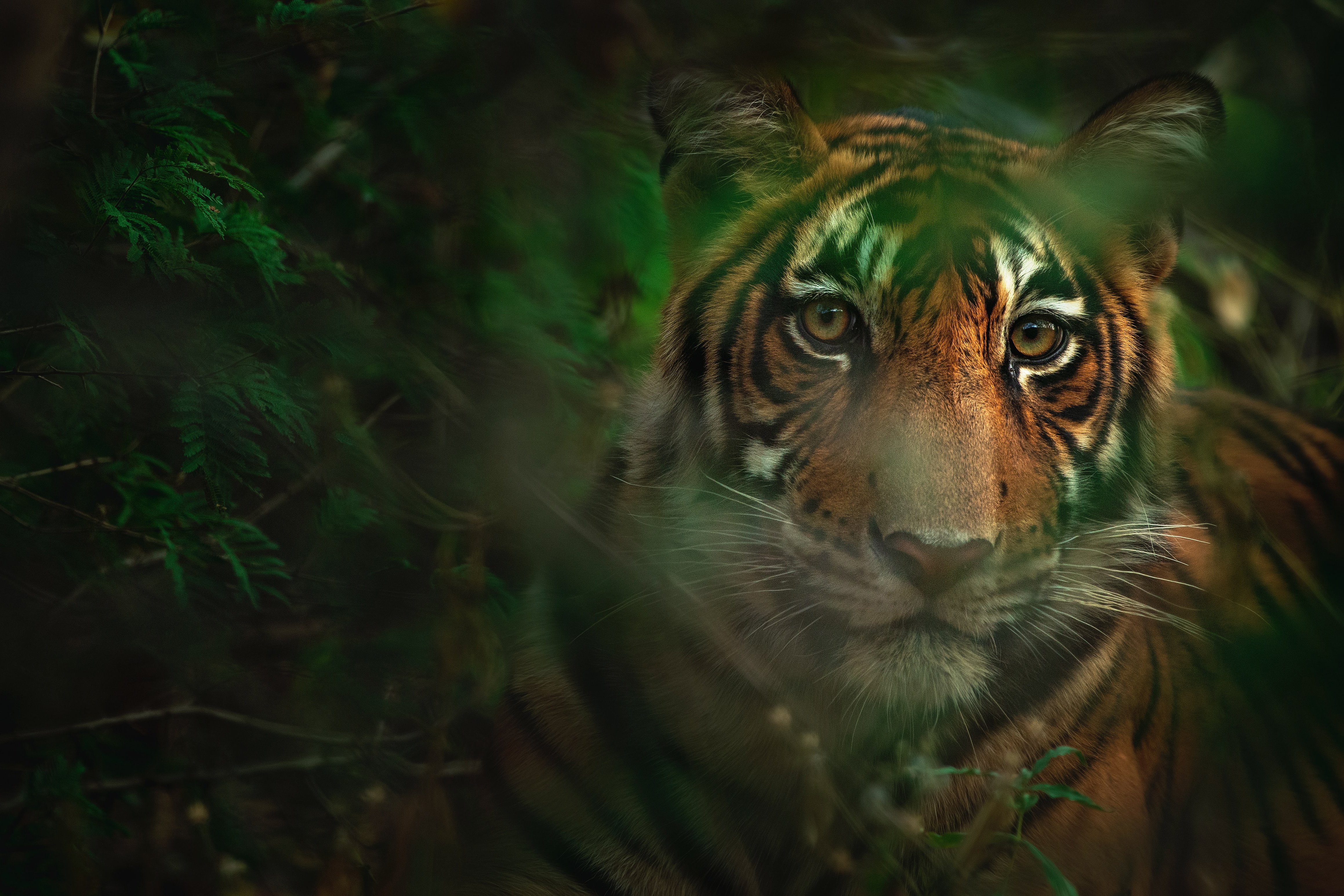 Free download wallpaper Cats, Tiger, Animal on your PC desktop