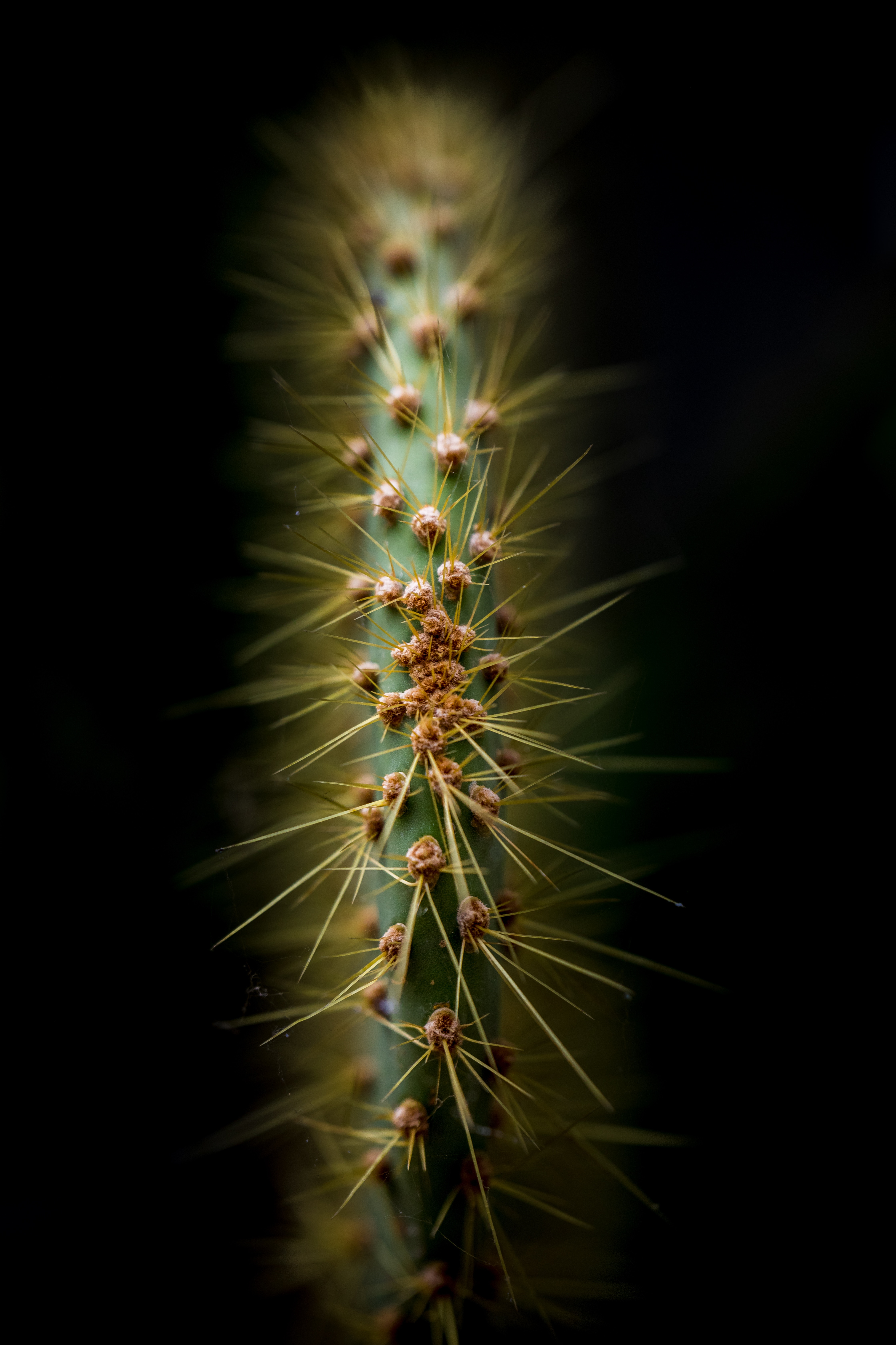 Download mobile wallpaper Needle, Thorns, Prickles, Macro, Cactus for free.