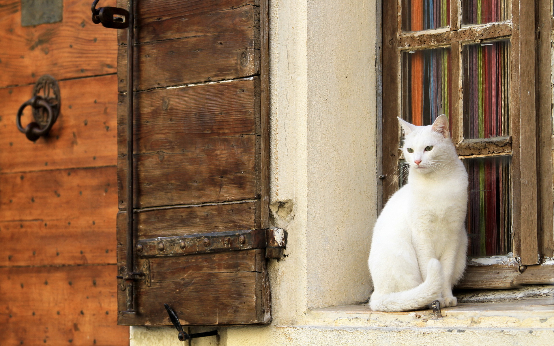 Handy-Wallpaper Tiere, Katzen, Katze kostenlos herunterladen.