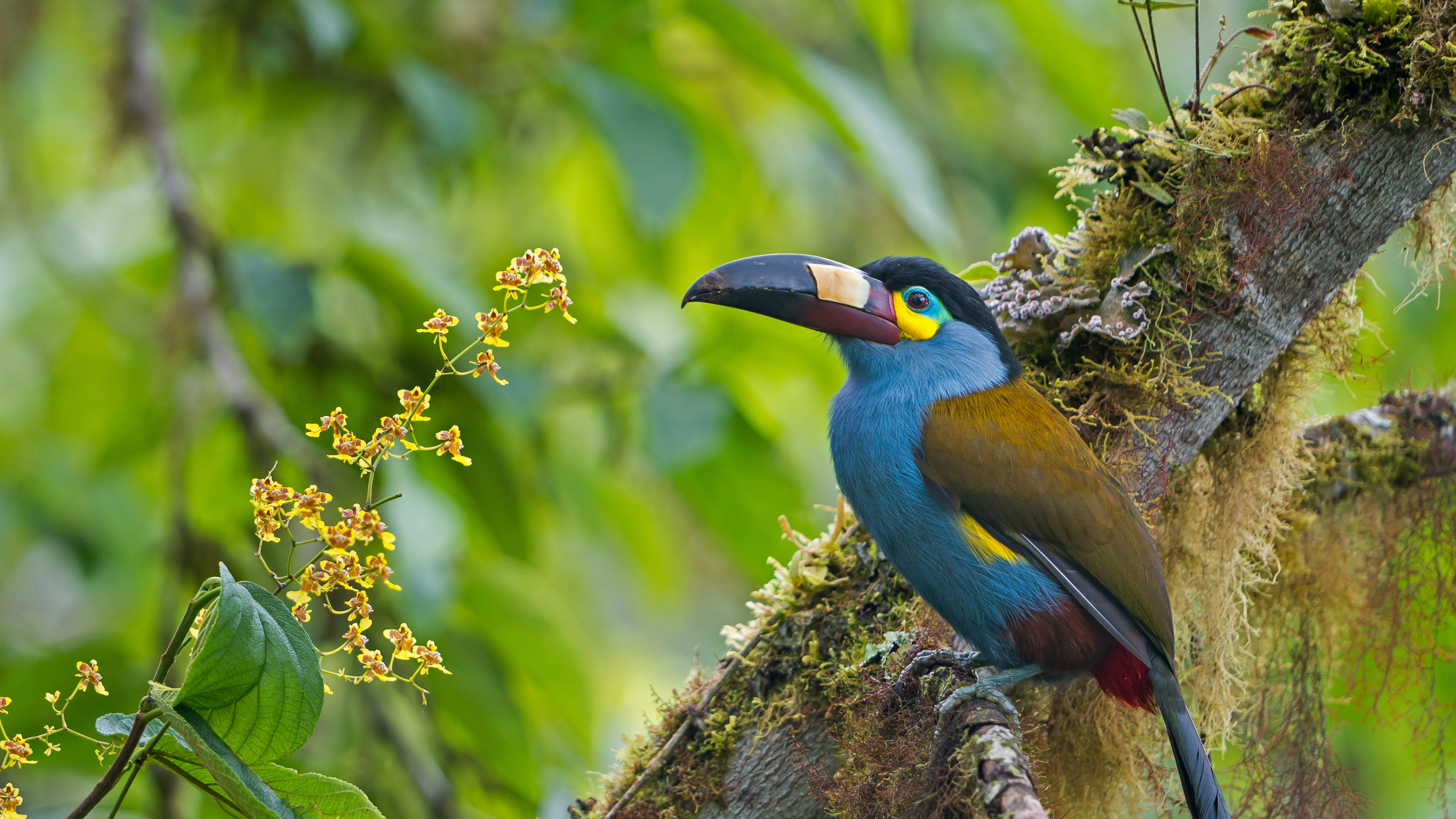 Free download wallpaper Birds, Animal, Toucan on your PC desktop