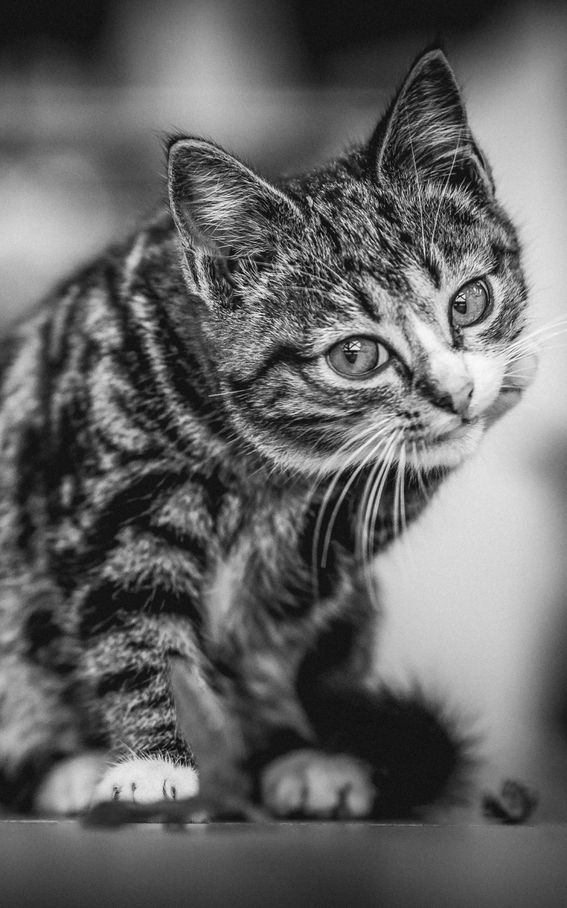 Download mobile wallpaper Cats, Cat, Monochrome, Animal, Black & White for free.