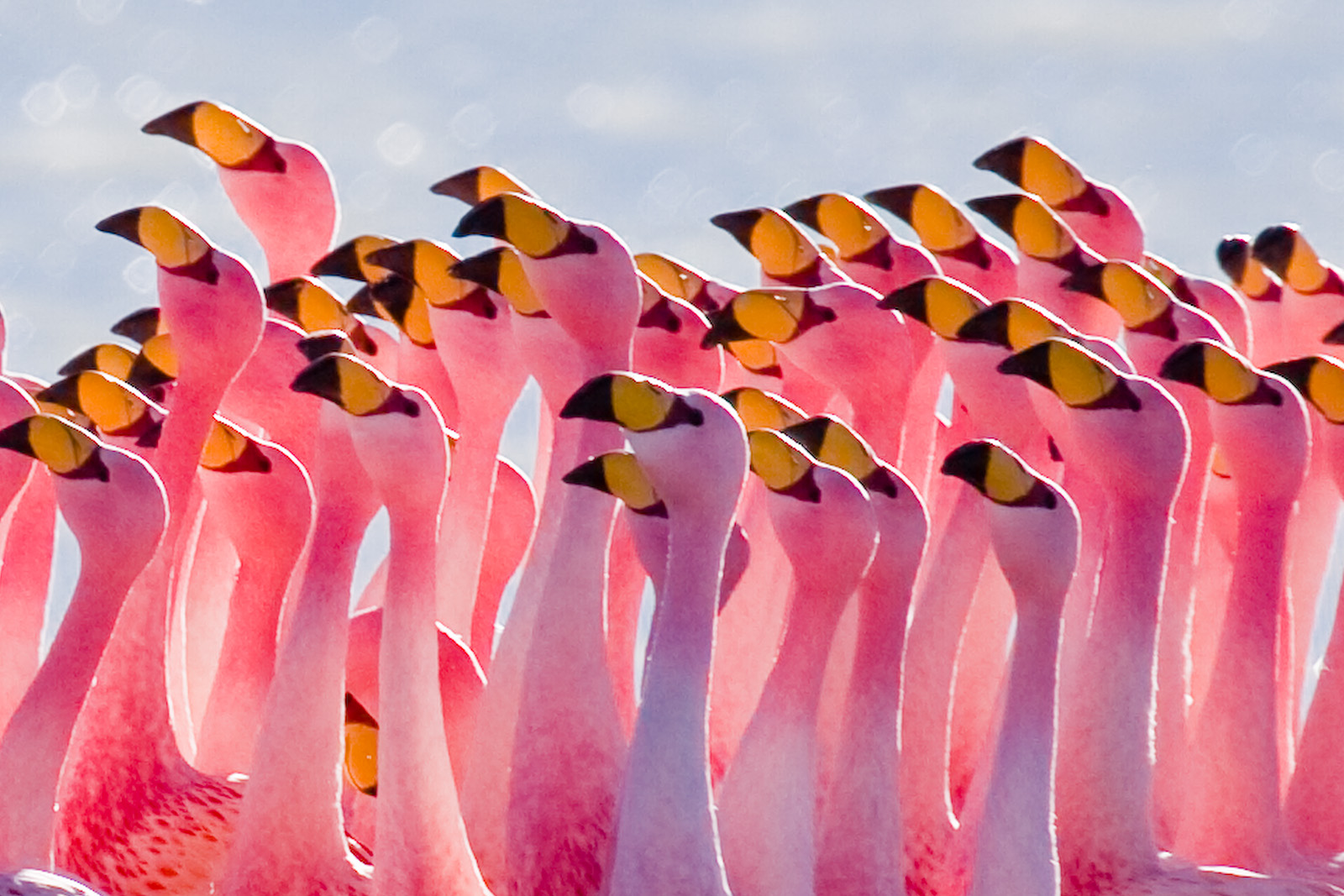 Baixar papel de parede para celular de Animais, Aves, Rosa, Flamingo, Pássaro gratuito.