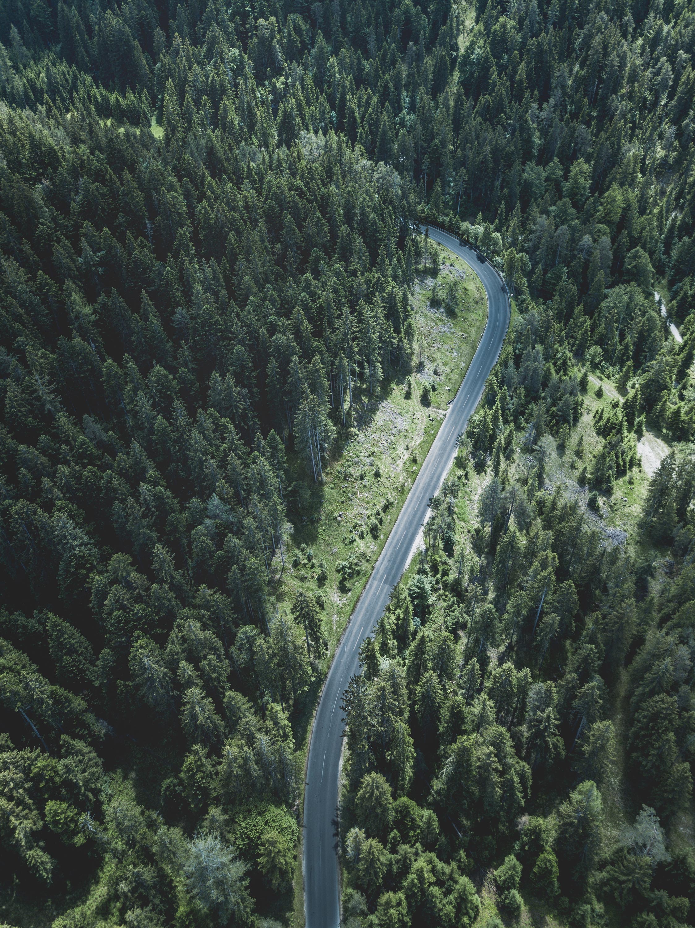 forest, nature, trees, view from above, road, turn