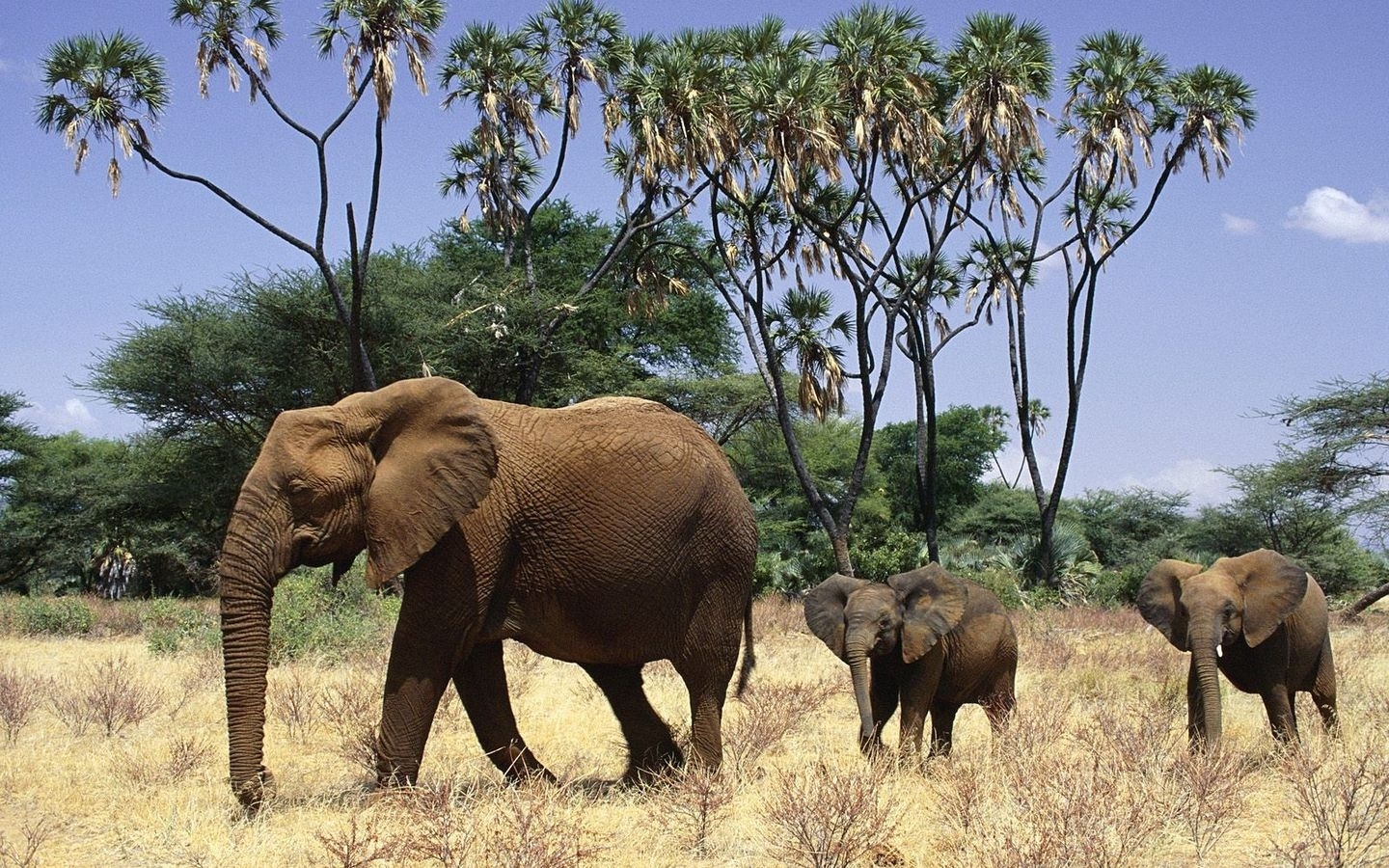 Скачать обои бесплатно Животные, Слоны картинка на рабочий стол ПК