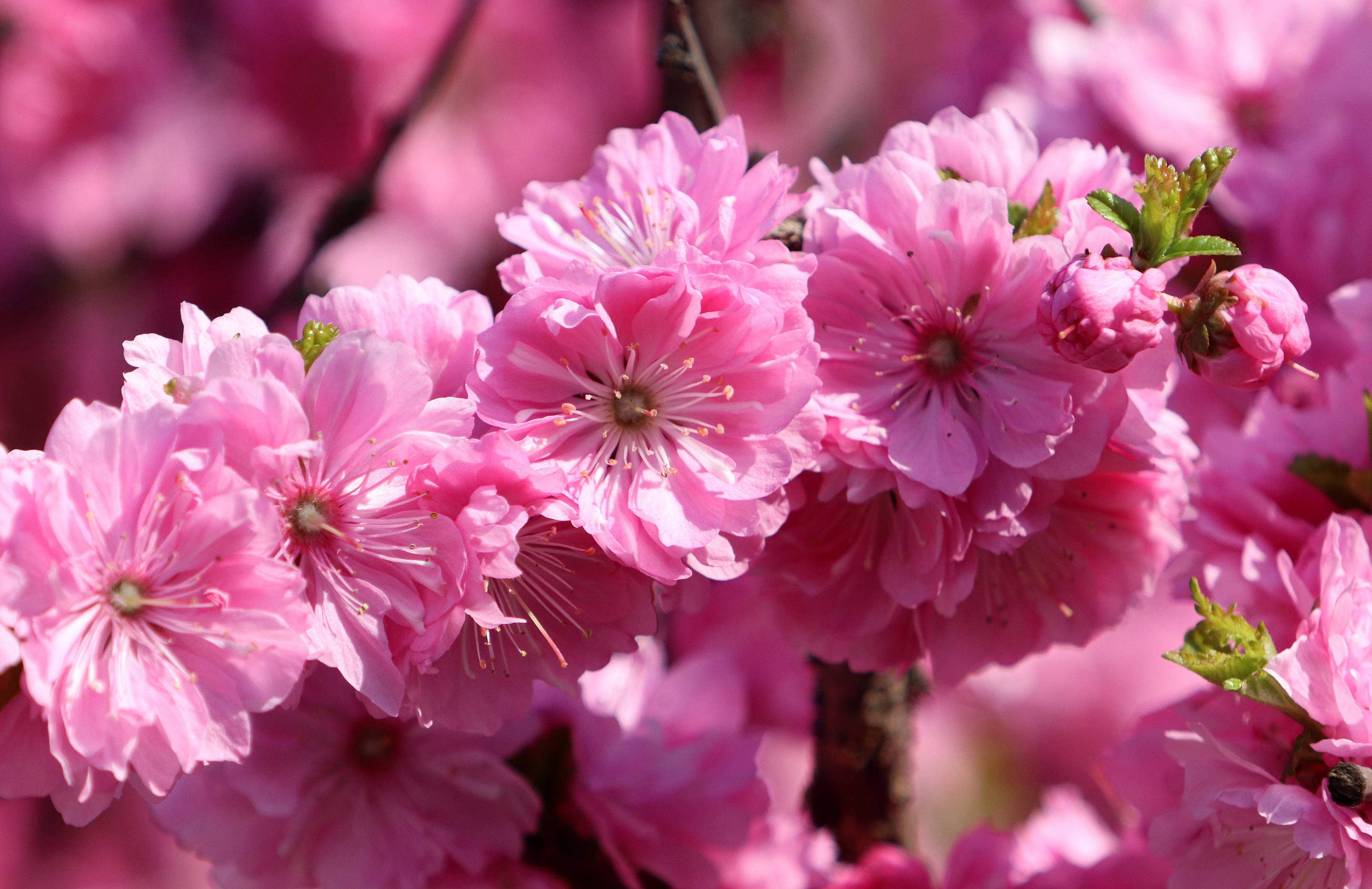 Descarga gratuita de fondo de pantalla para móvil de Sakura, Flor Rosa, Florecer, Rama, Primavera, Tierra/naturaleza.