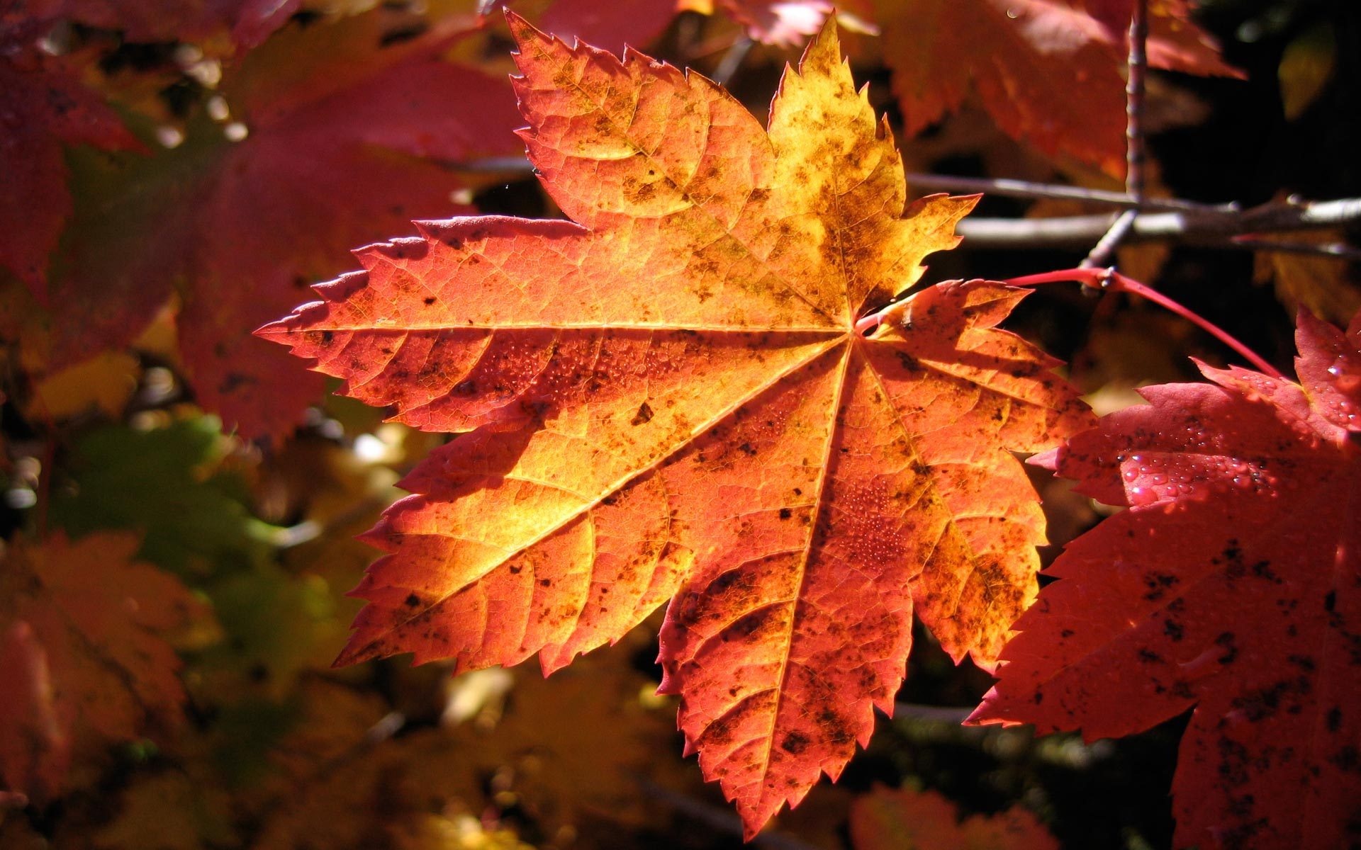 Descarga gratuita de fondo de pantalla para móvil de Hoja, Tierra/naturaleza.