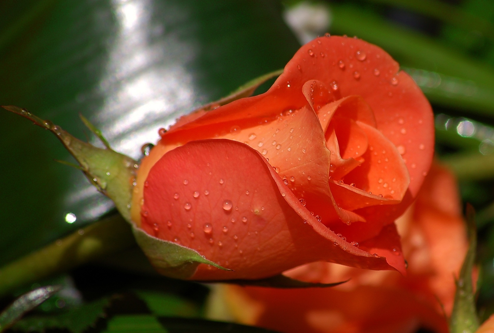Скачати мобільні шпалери Бутон, Брунька, Роза, Троянда, Квітка, Квіти, Краплі безкоштовно.