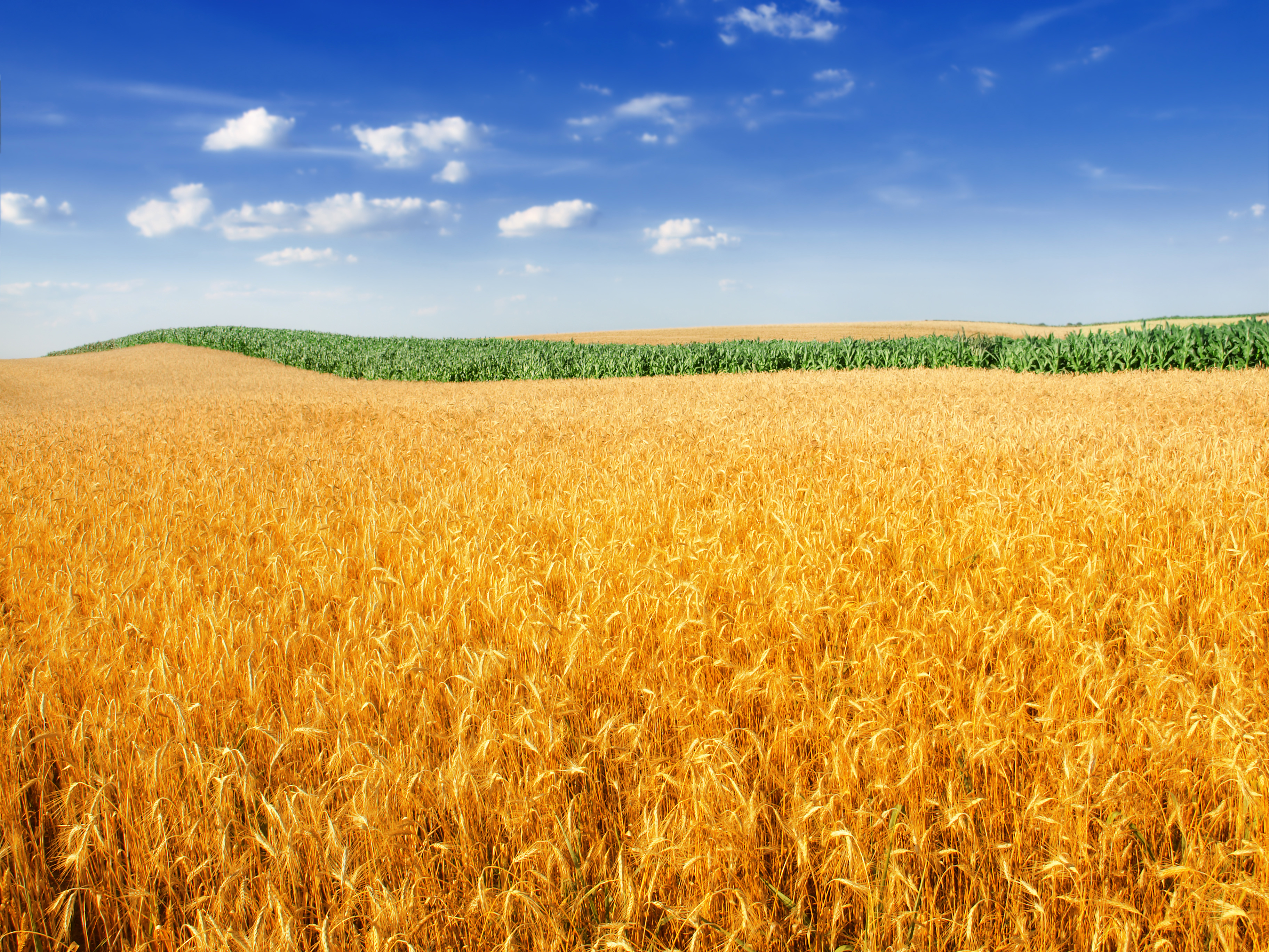 Free download wallpaper Landscape, Nature, Sky, Summer, Wheat, Horizon, Earth, Field, Golden on your PC desktop
