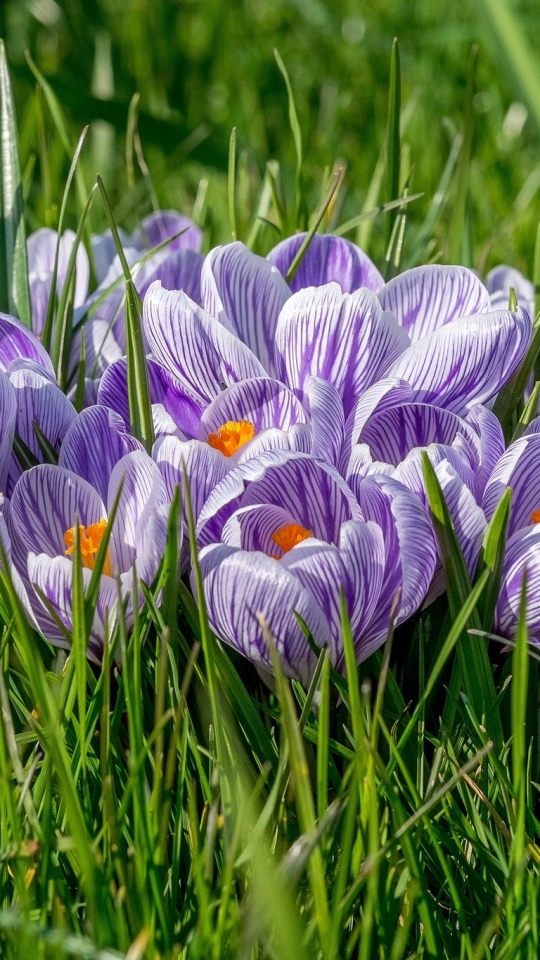 Download mobile wallpaper Nature, Flowers, Grass, Flower, Earth, Spring, Crocus, Purple Flower for free.