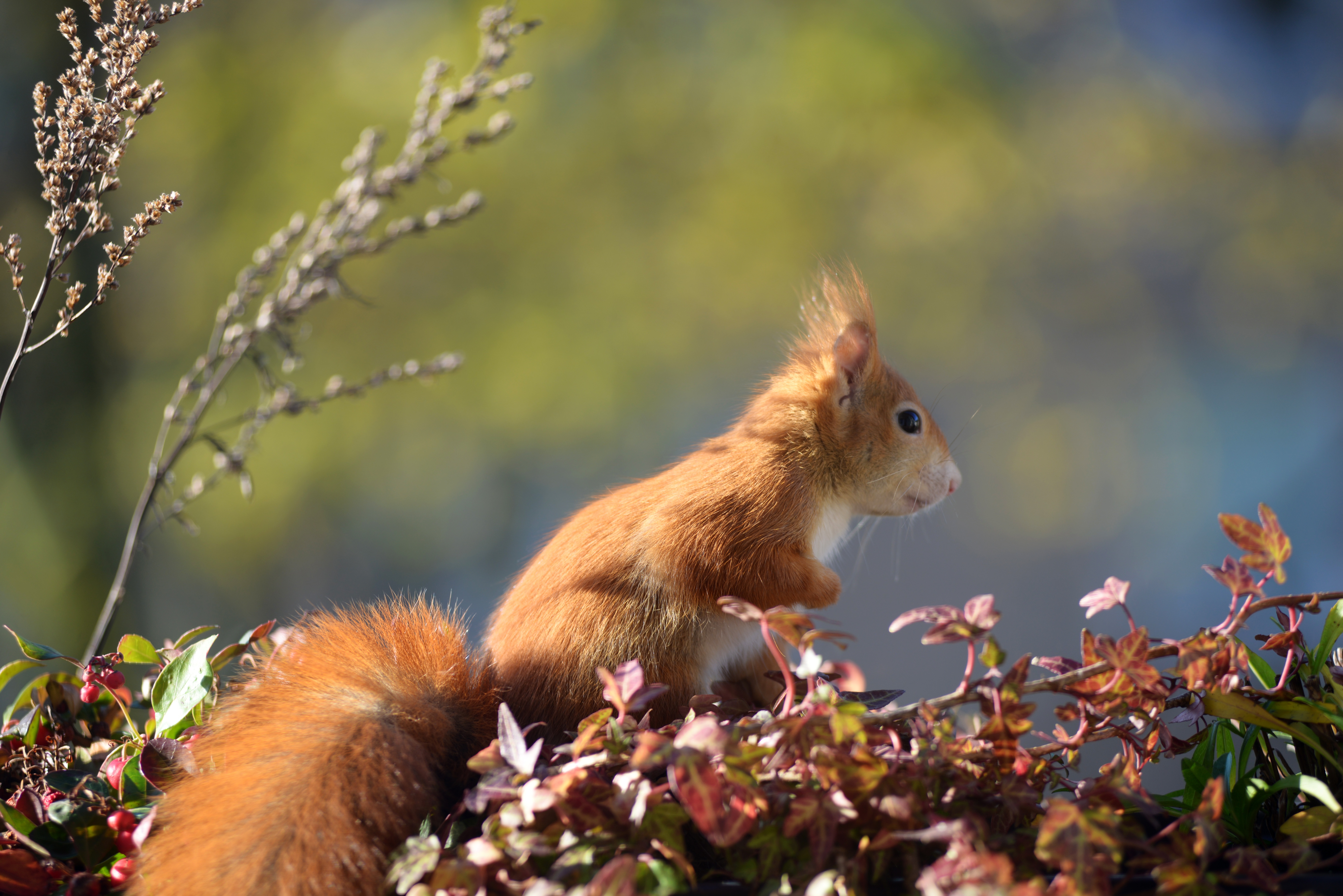 Download mobile wallpaper Animals, Foliage, Animal, Squirrel for free.