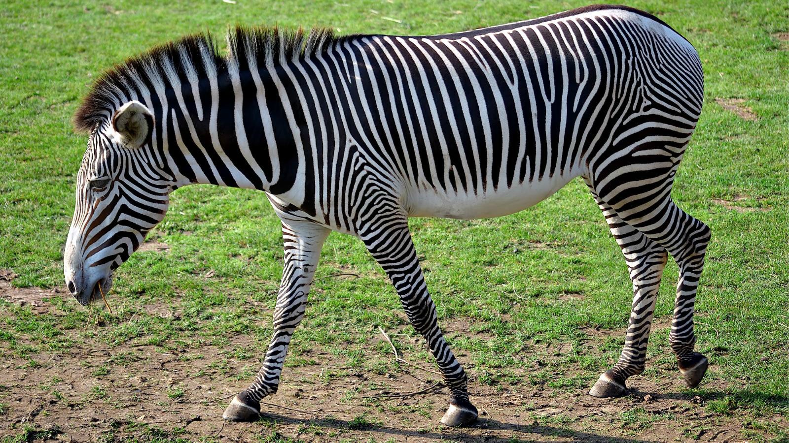 Handy-Wallpaper Tiere, Zebra kostenlos herunterladen.