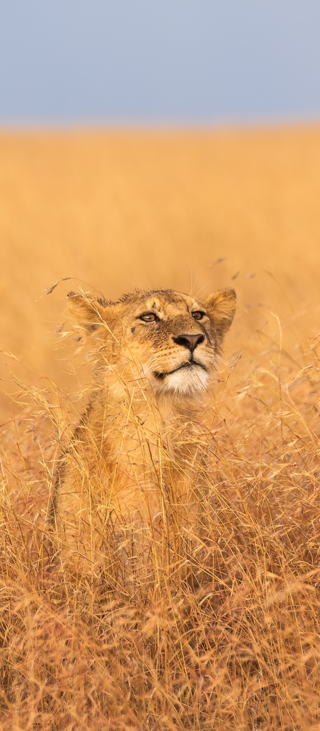Descarga gratuita de fondo de pantalla para móvil de Animales, Gatos, León, África, Tanzania, Parque Nacional Del Serengeti.