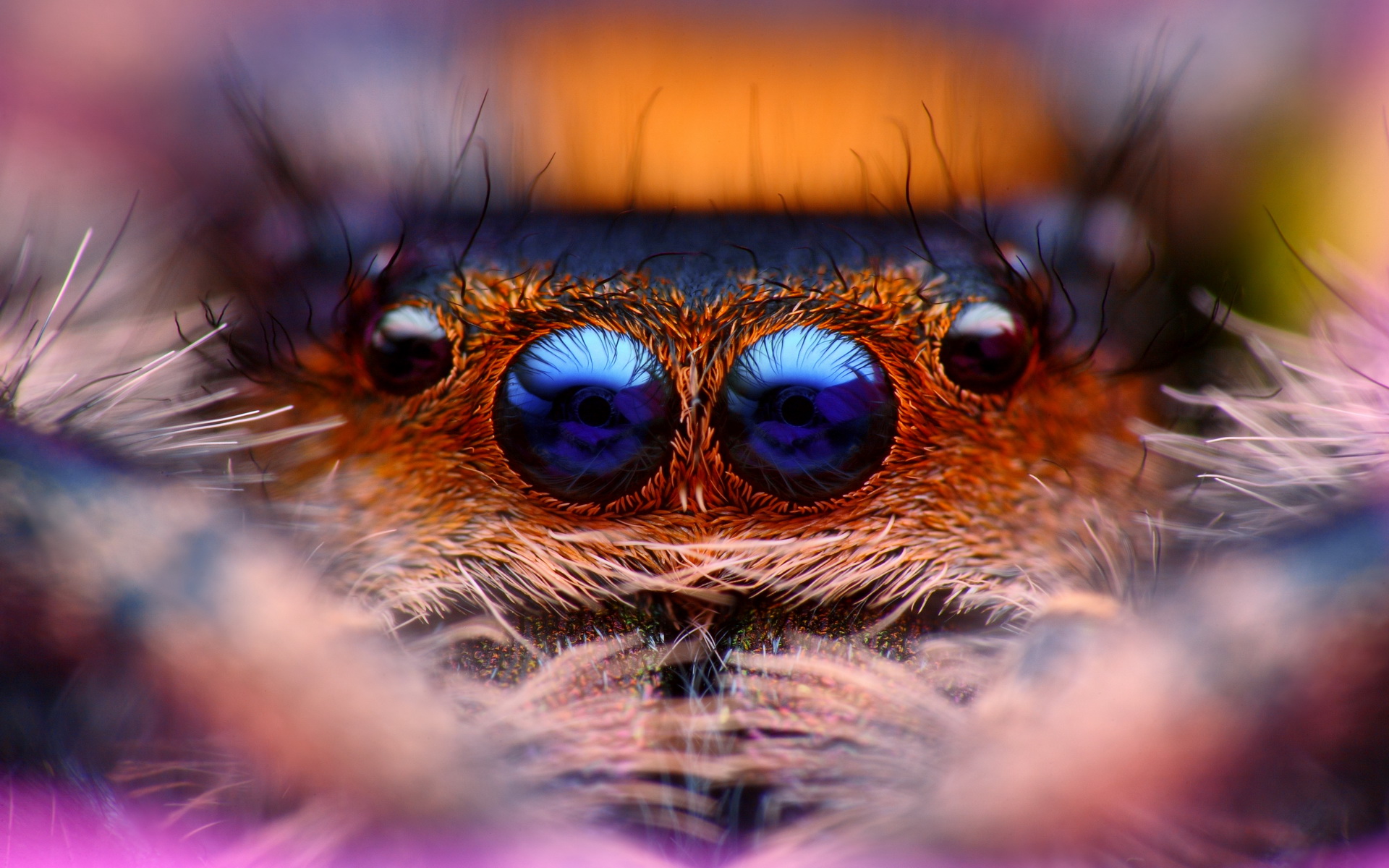 Laden Sie das Tiere, Spinne, Springspinnen, Spinnen-Bild kostenlos auf Ihren PC-Desktop herunter