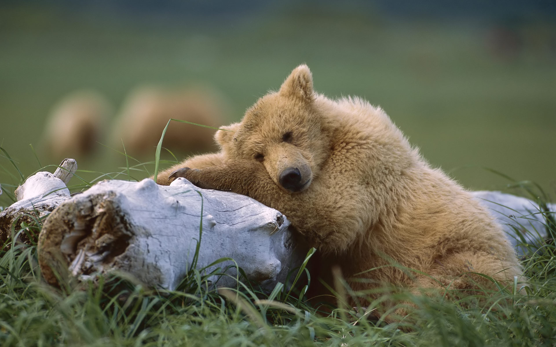 Free download wallpaper Bear, Animal, Cute, Baby Animal on your PC desktop