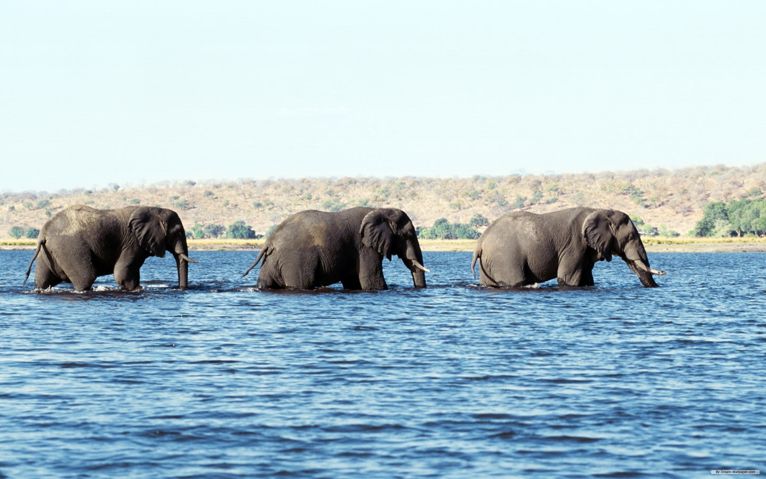 175297 скачать обои слоны, животные, африканский слон, вода - заставки и картинки бесплатно