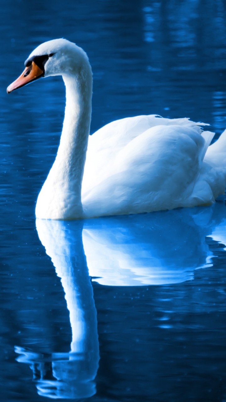 Download mobile wallpaper Birds, Reflection, Animal, Swan, Mute Swan for free.