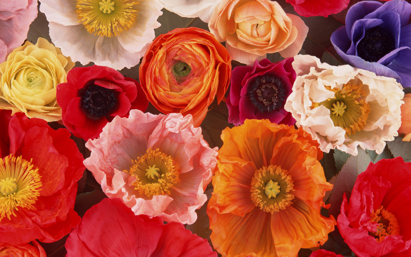 Baixar papel de parede para celular de Flores, Flor, Cores, Colorido, Terra/natureza, Ranúncula gratuito.
