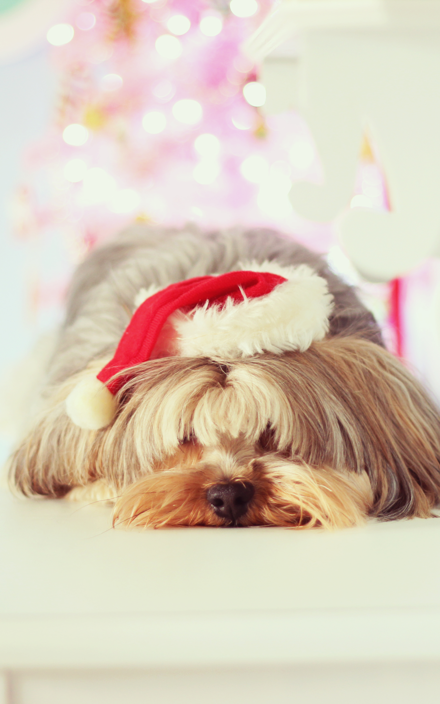 Laden Sie das Tiere, Hunde, Yorkshire Terrier-Bild kostenlos auf Ihren PC-Desktop herunter