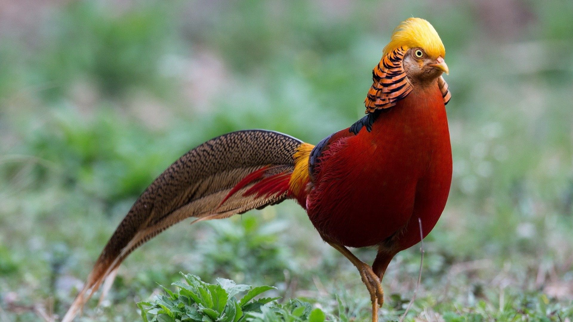 Free download wallpaper Bird, Animal, Golden Pheasant on your PC desktop