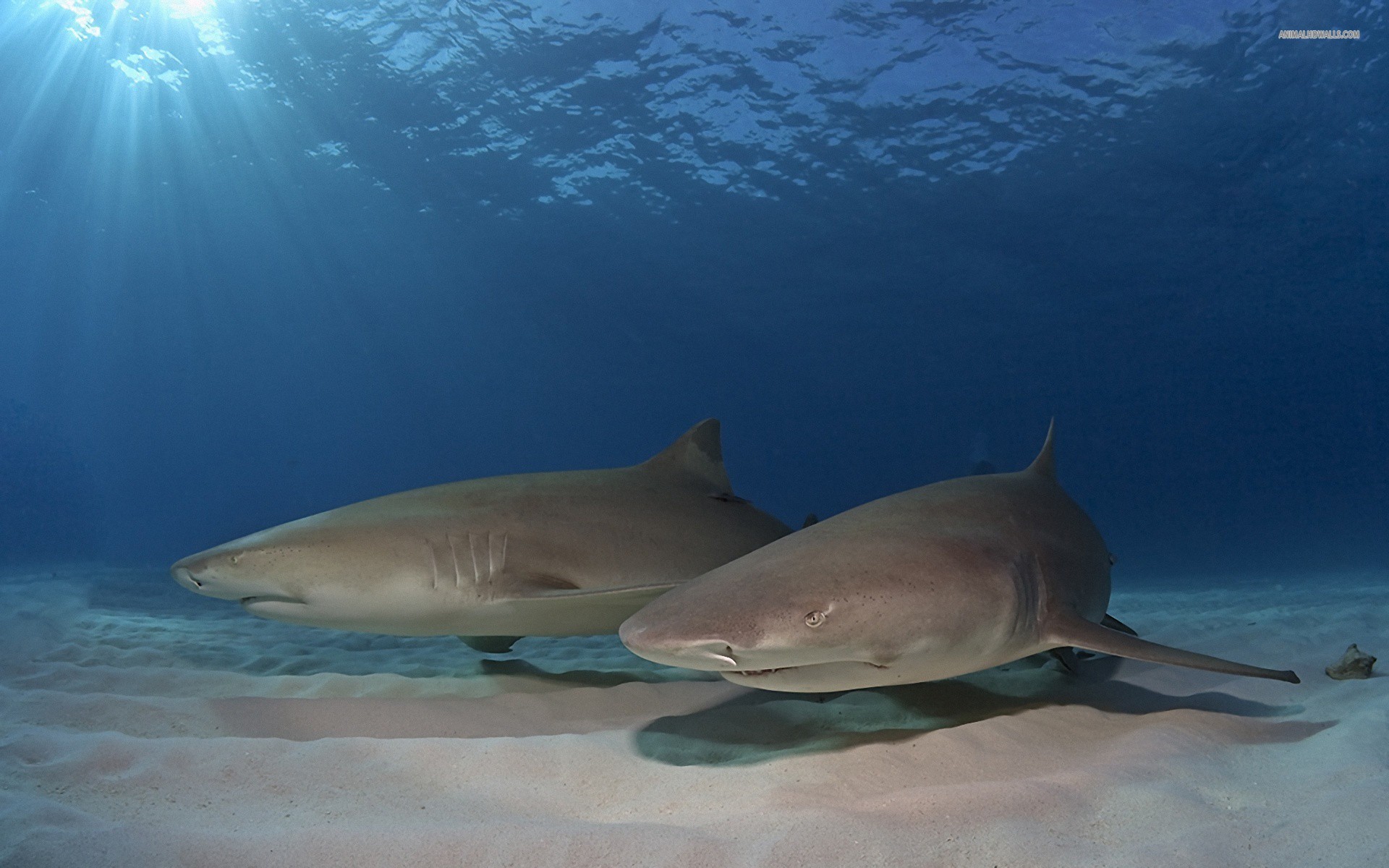 265152 télécharger l'image les requins, animaux, requin - fonds d'écran et économiseurs d'écran gratuits