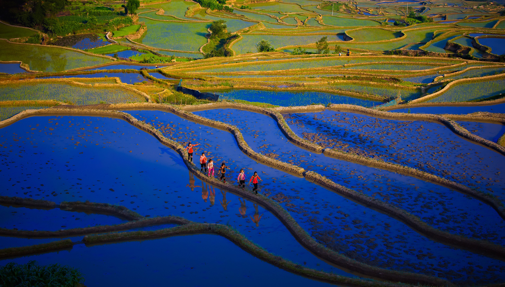 Laden Sie das Menschengemacht, Reisterrasse-Bild kostenlos auf Ihren PC-Desktop herunter