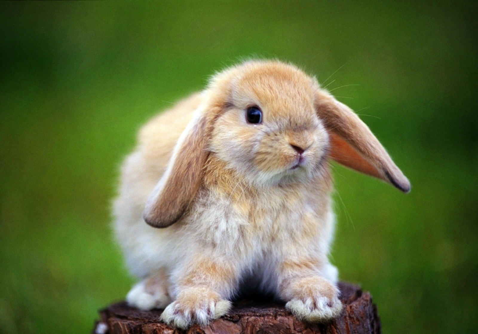 Handy-Wallpaper Tiere, Kaninchen kostenlos herunterladen.