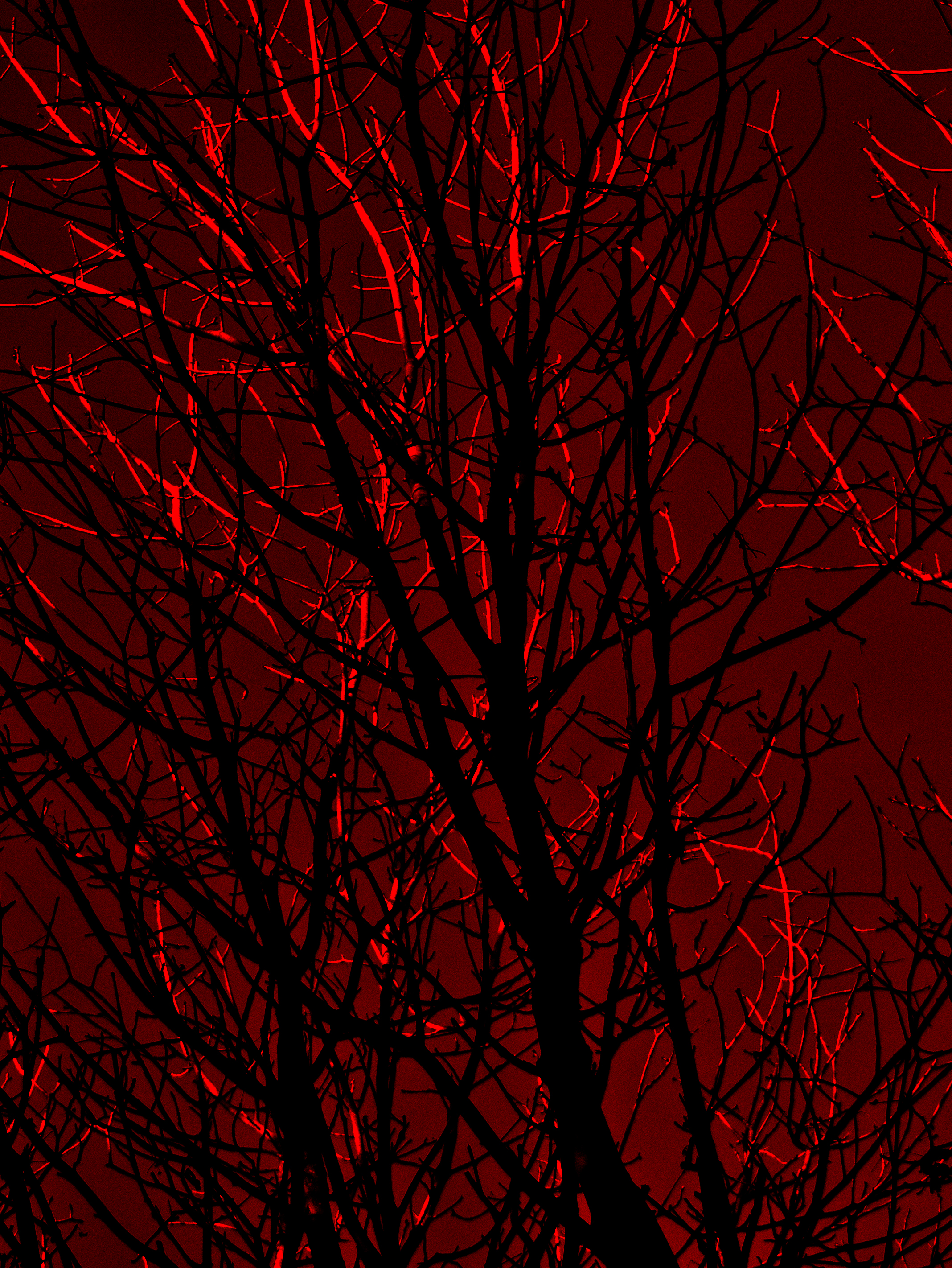 146278 descargar imagen silueta, árboles, rojo, oscuro, sucursales, ramas: fondos de pantalla y protectores de pantalla gratis