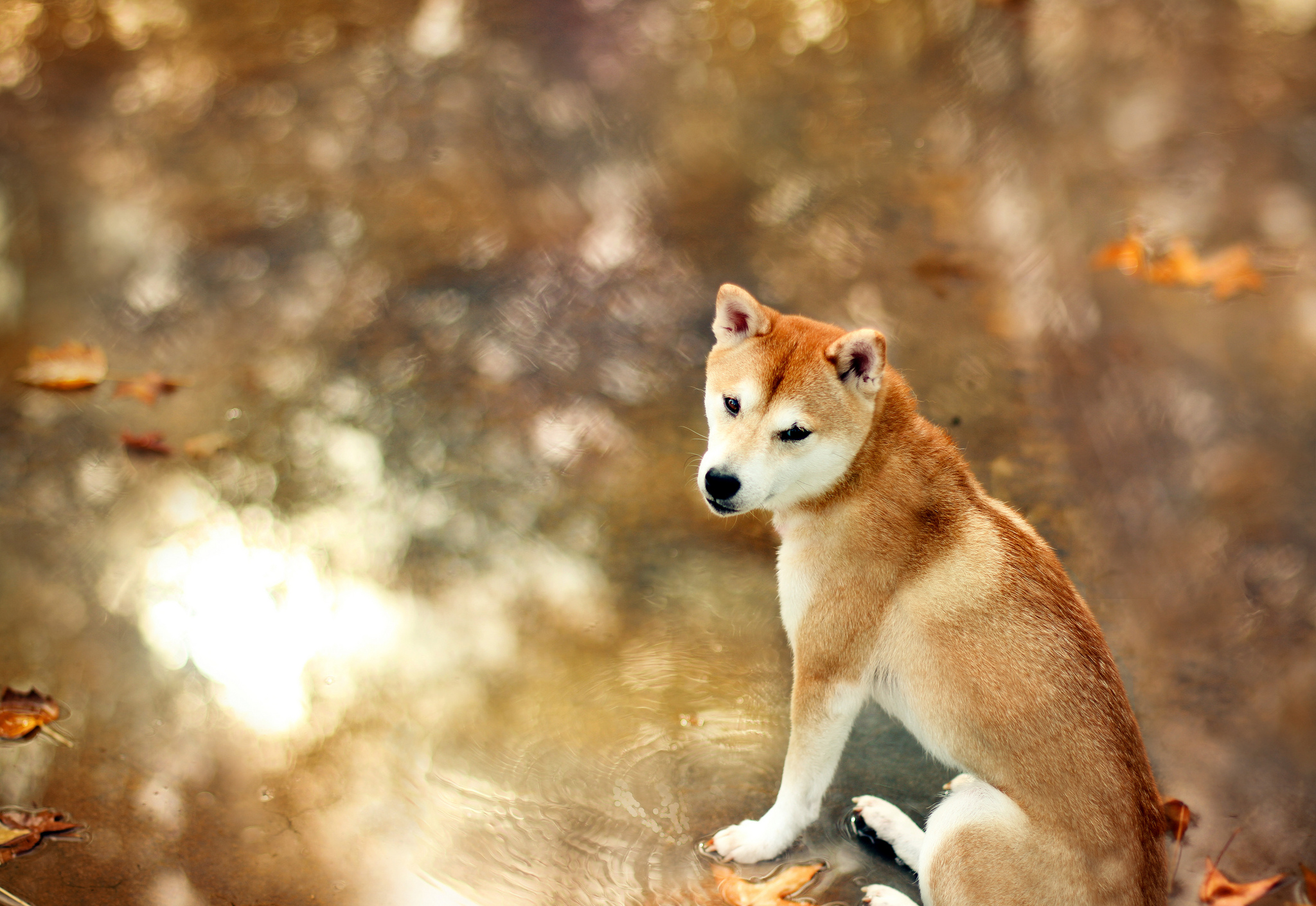 Baixar papel de parede para celular de Shiba Inu, Cães, Animais gratuito.