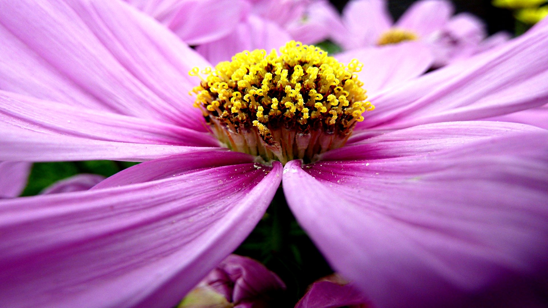 Descarga gratuita de fondo de pantalla para móvil de Flores, Flor, Tierra/naturaleza.