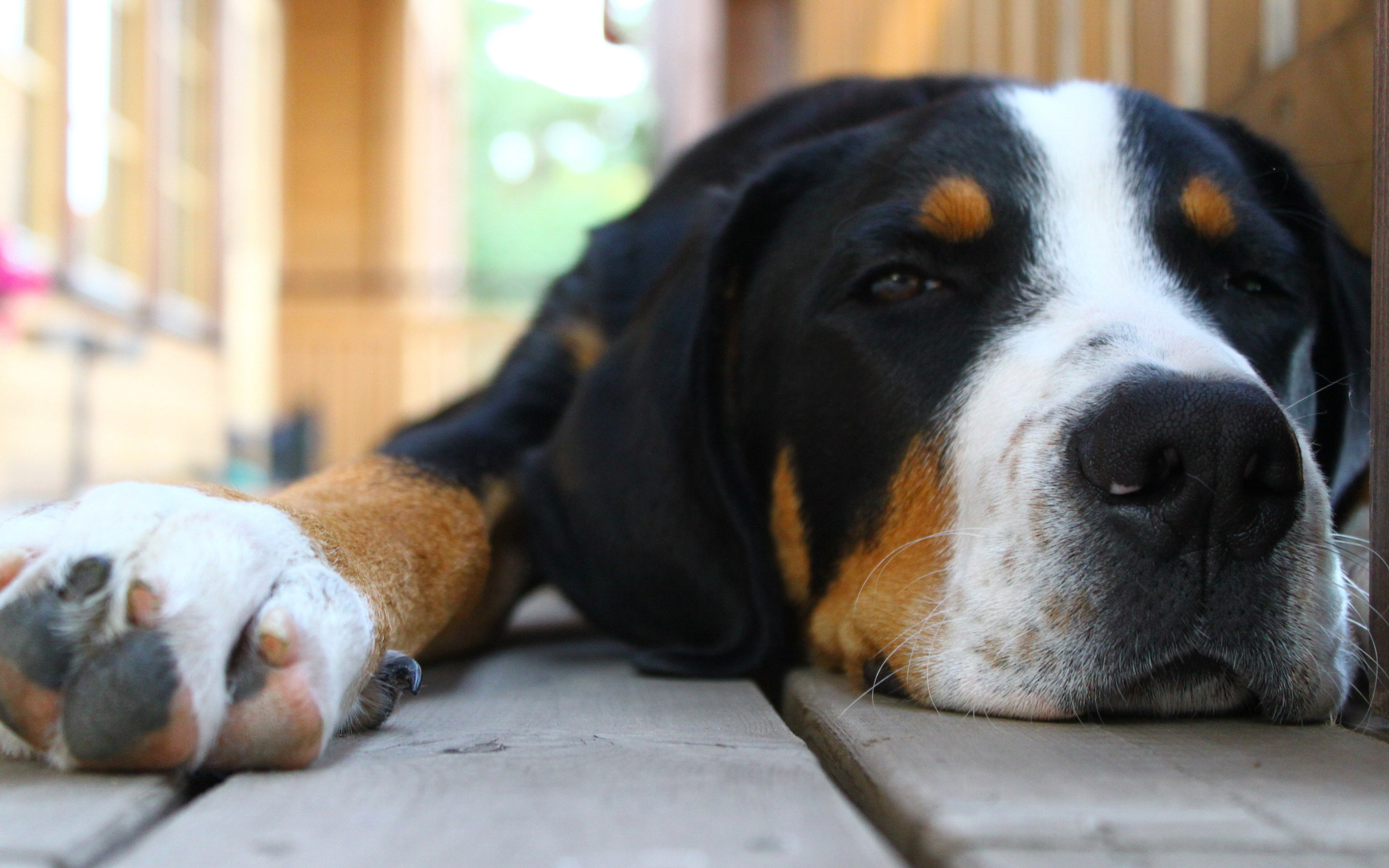 Handy-Wallpaper Tiere, Hund kostenlos herunterladen.