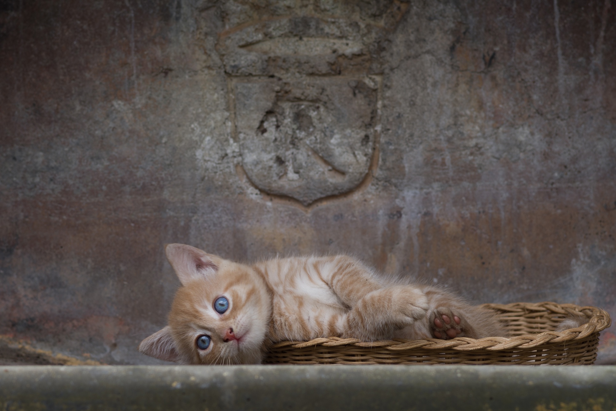 Baixe gratuitamente a imagem Gato, Gatos, Animais na área de trabalho do seu PC